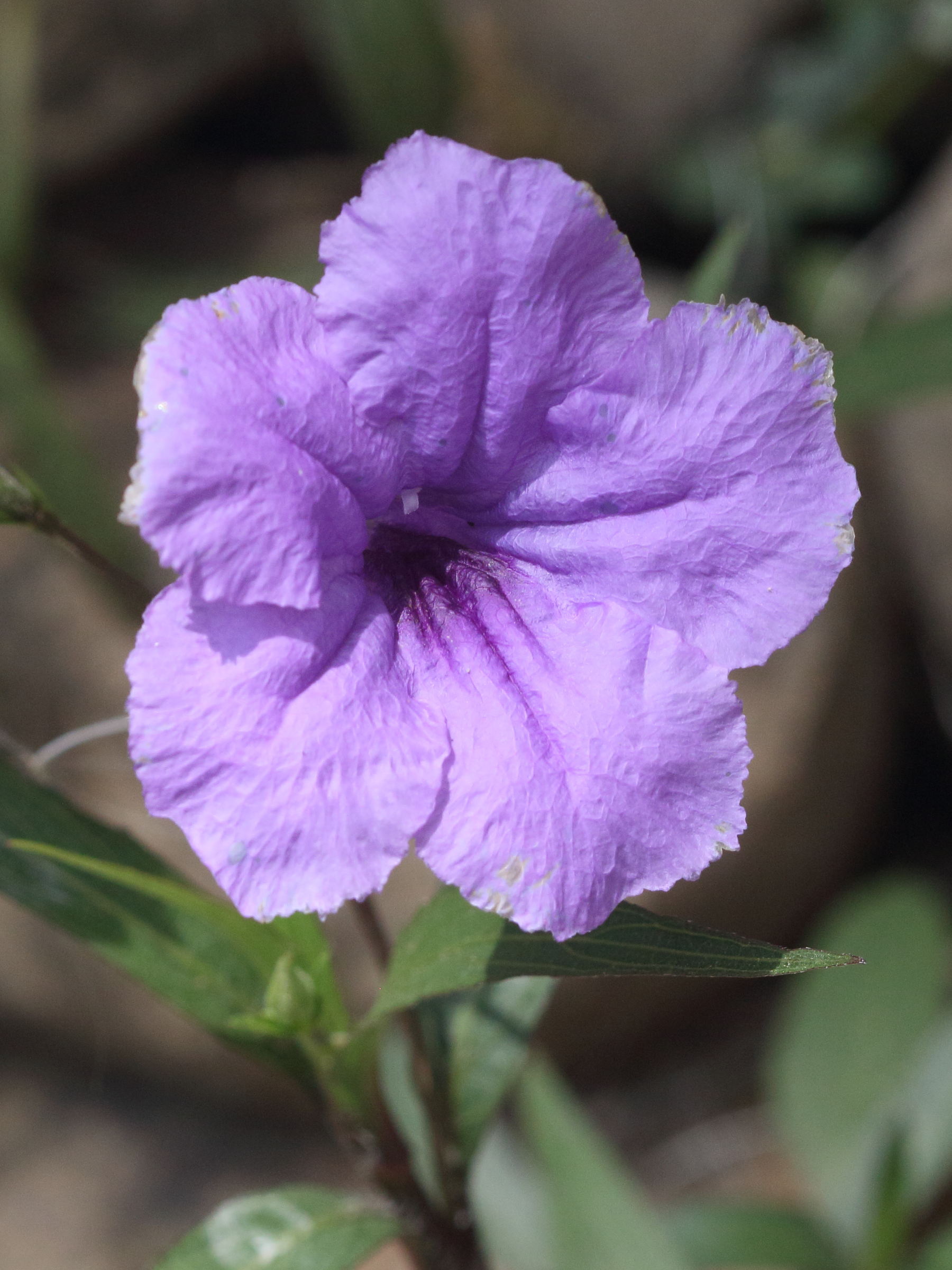 Afficher le média ruellia_simplex2bd ruellia_simplex2bd