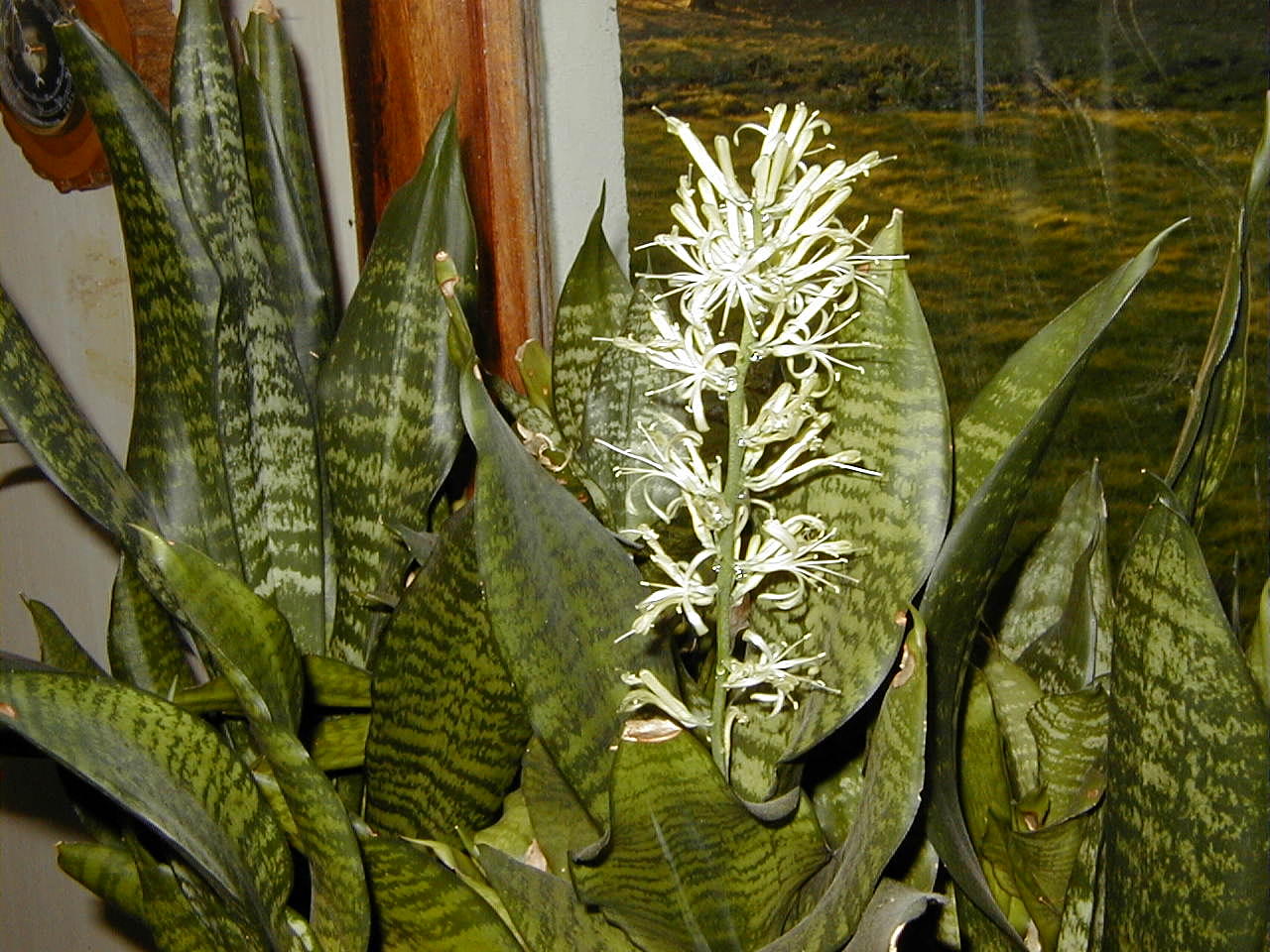 sansevieria_trifasciata1md