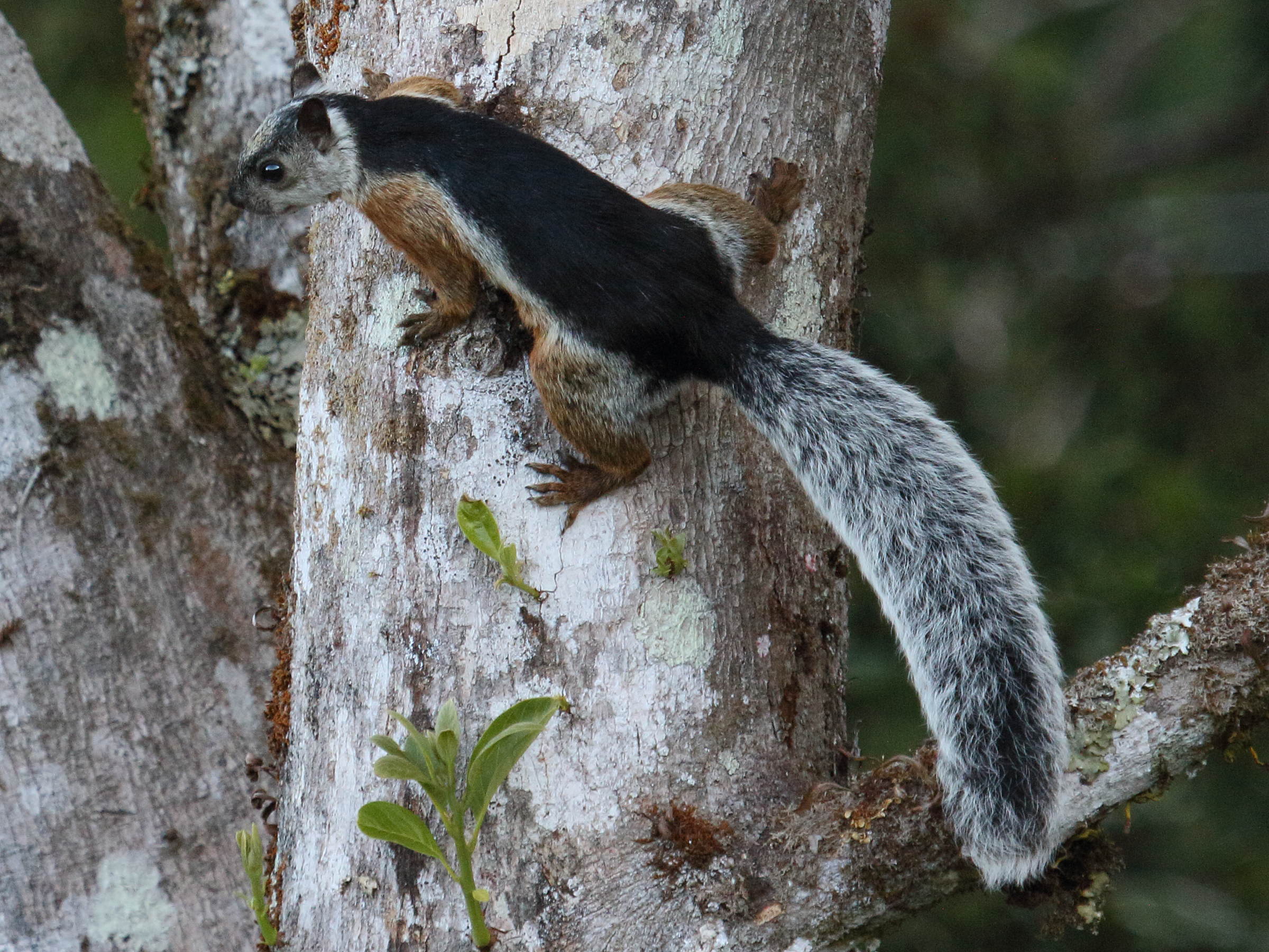 sciurus_variegatoides1bd