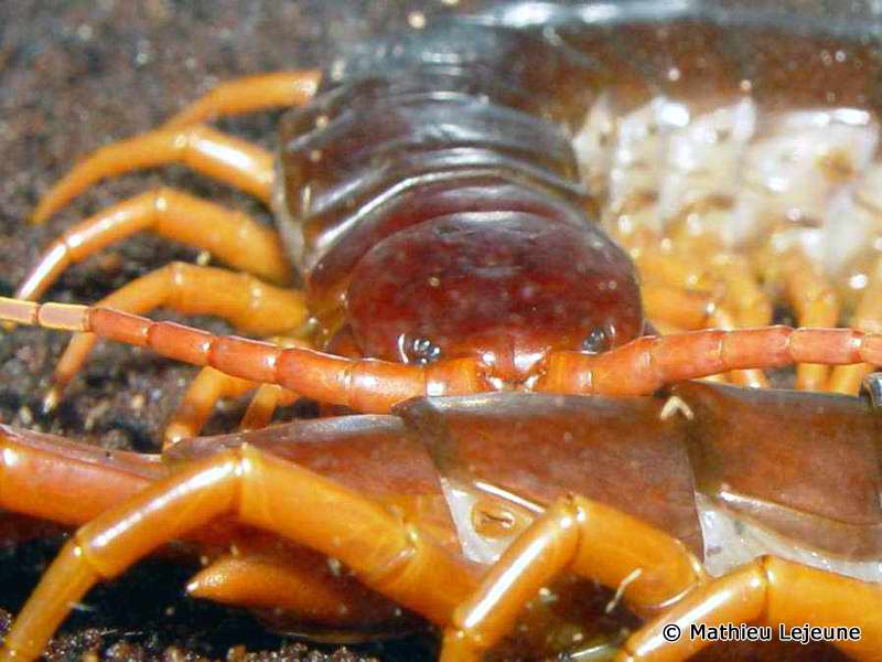 scolopendra_subspinipes4ml