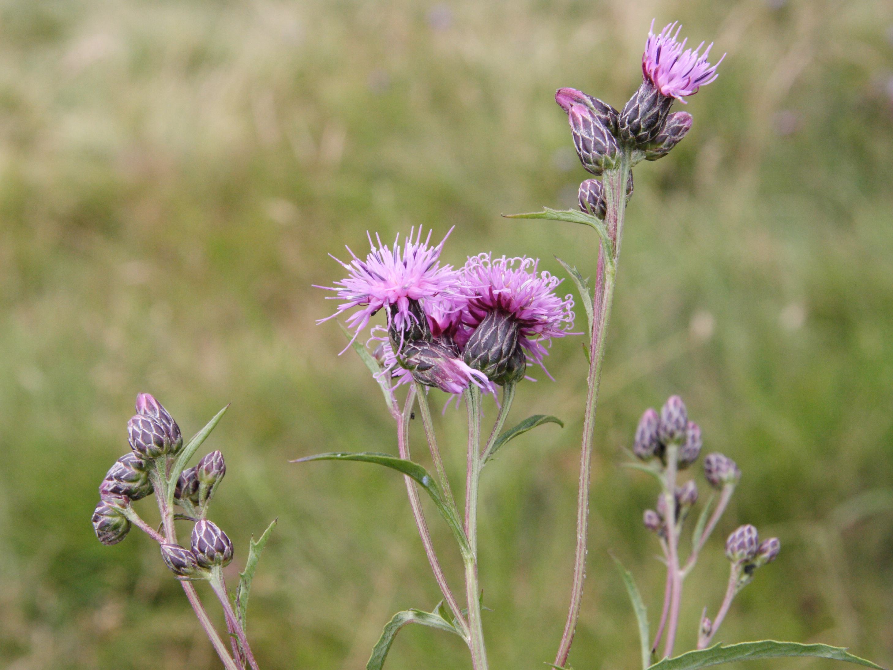 serratula_tinctoria5md