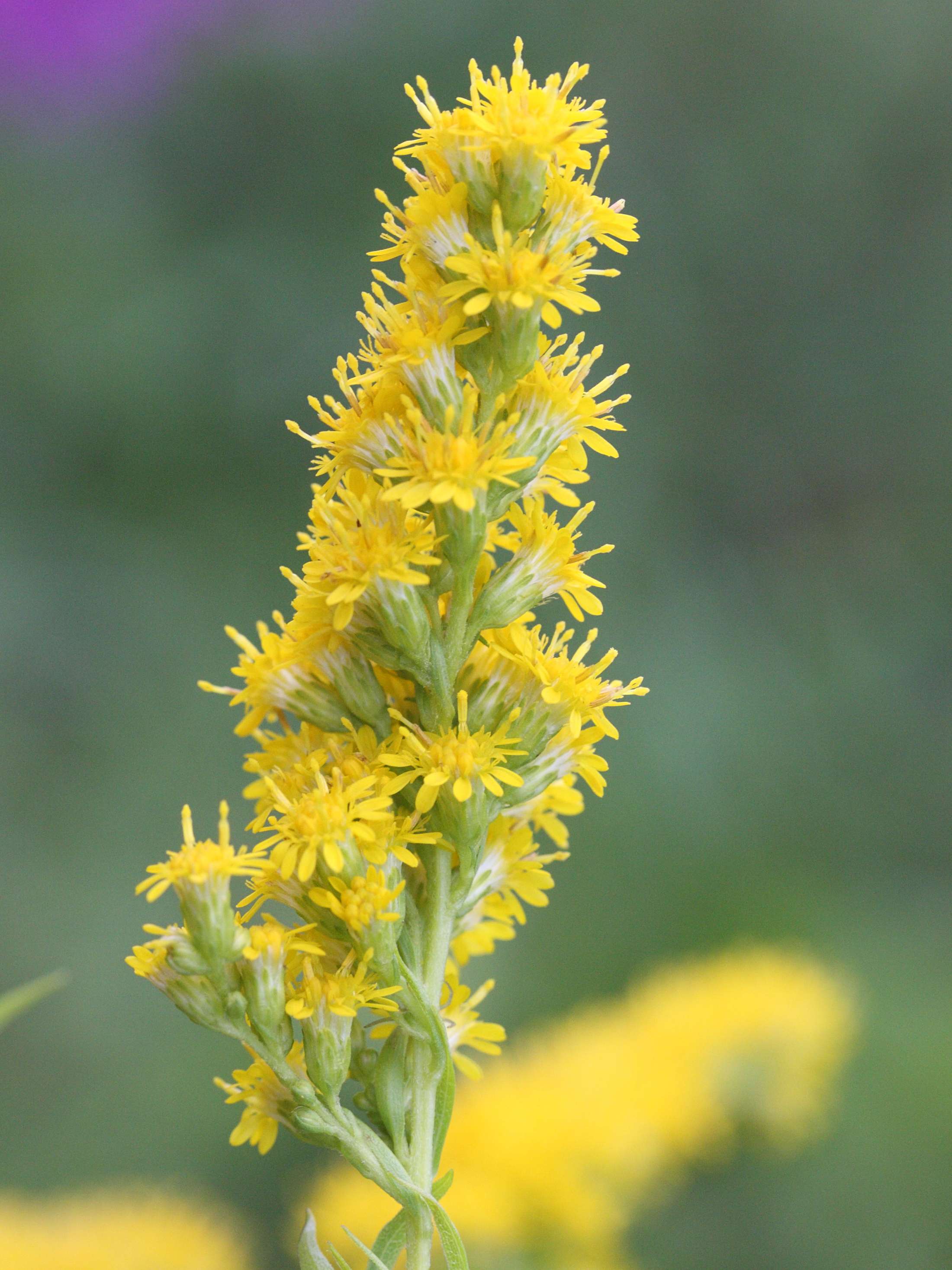 solidago_gigantea5md