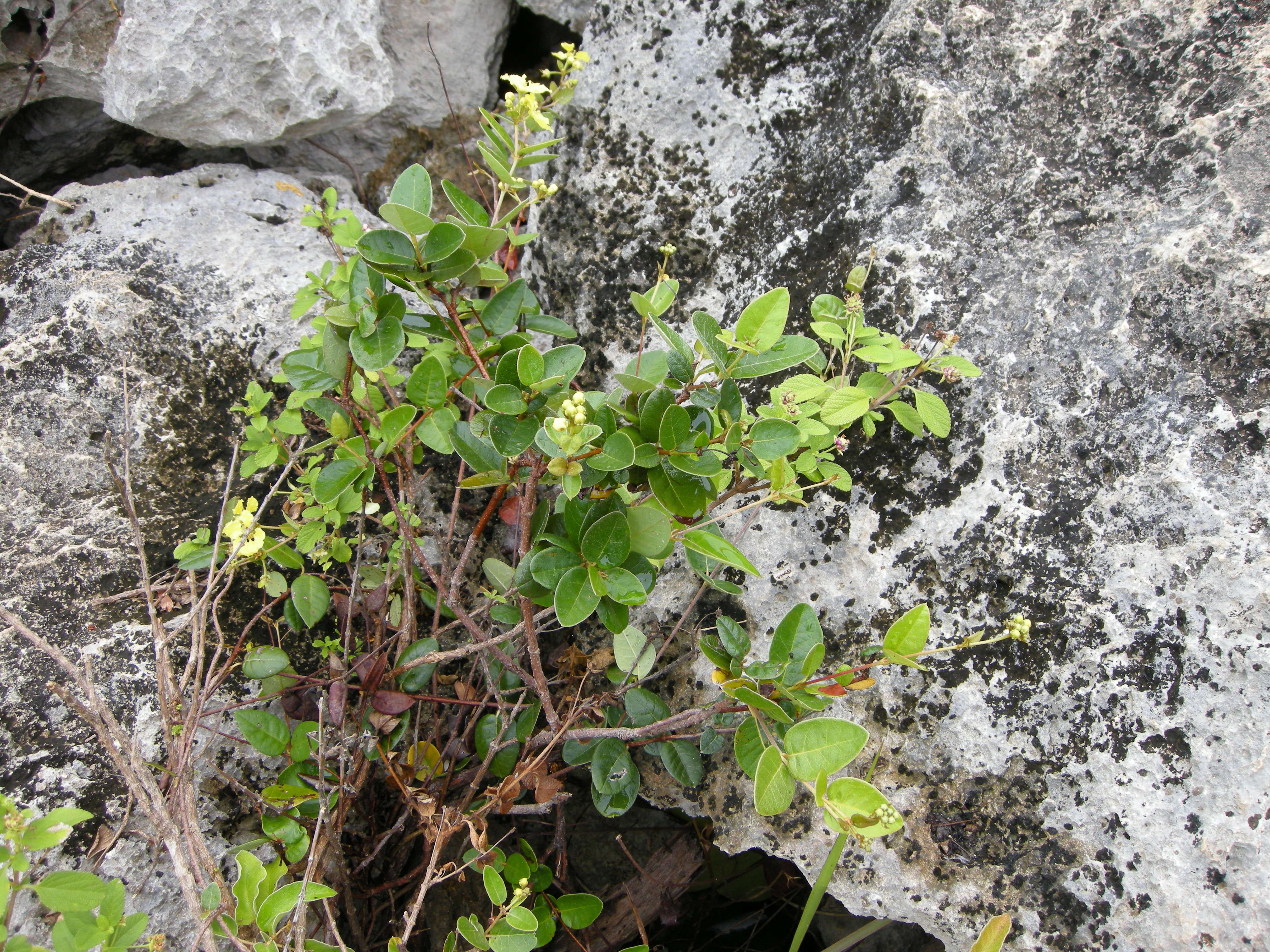 stigmaphyllon_diversifolium5md