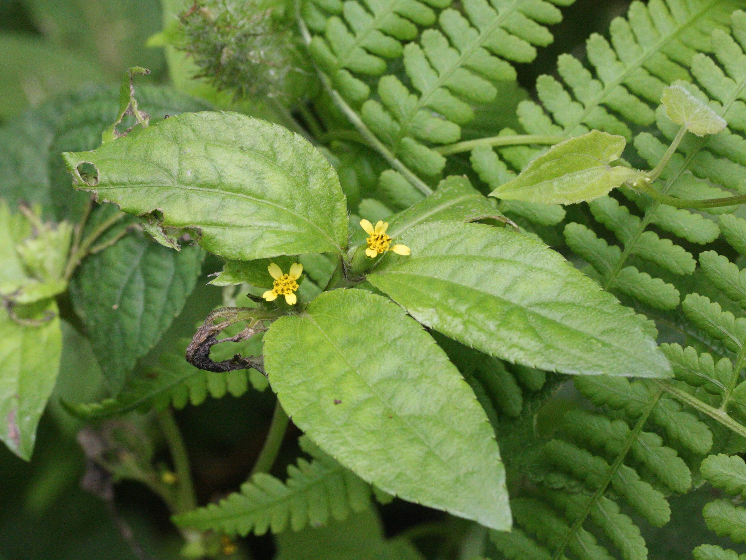 synedrella_nodiflora1bmd