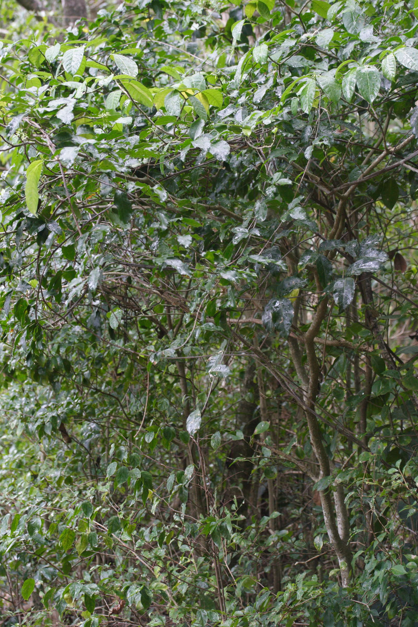 tabernaemontana_citrifolia3md