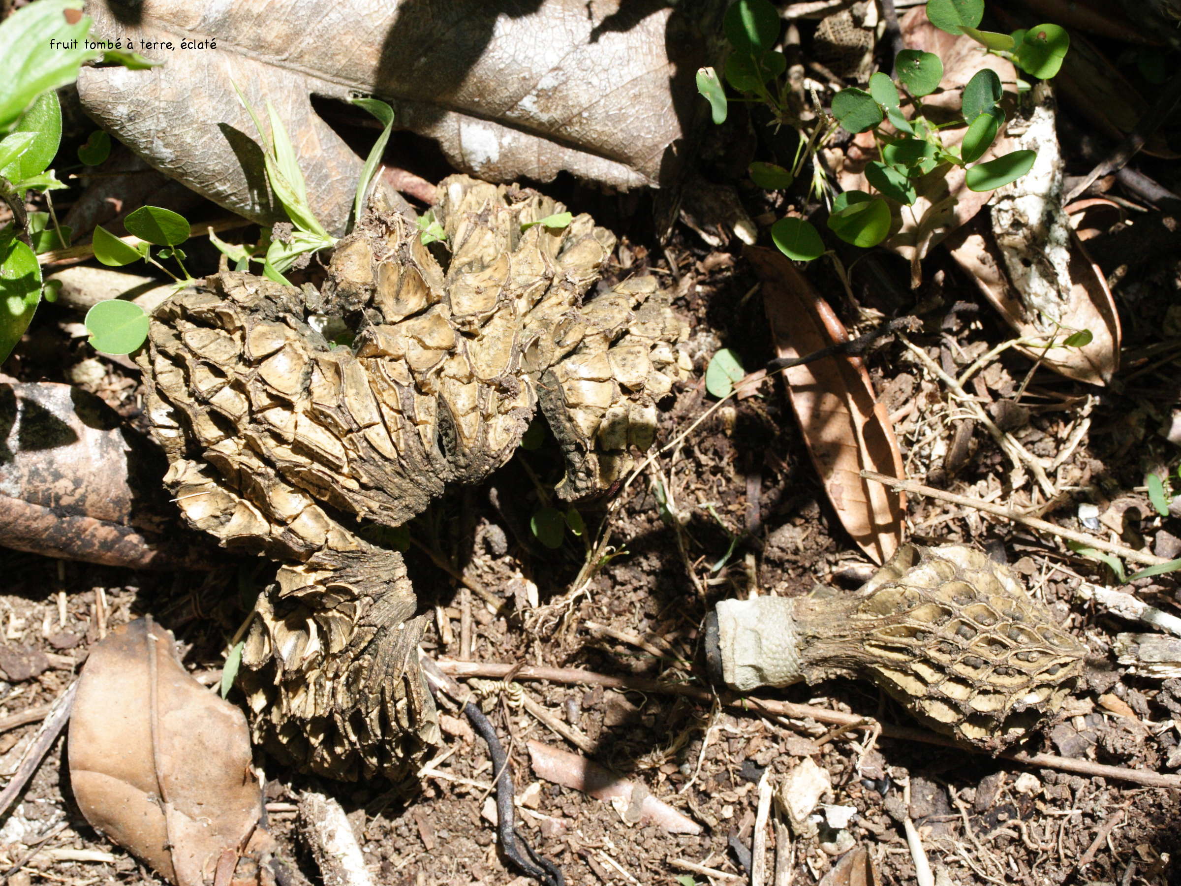 Afficher le média talauma_dodecapetala7md talauma_dodecapetala7md