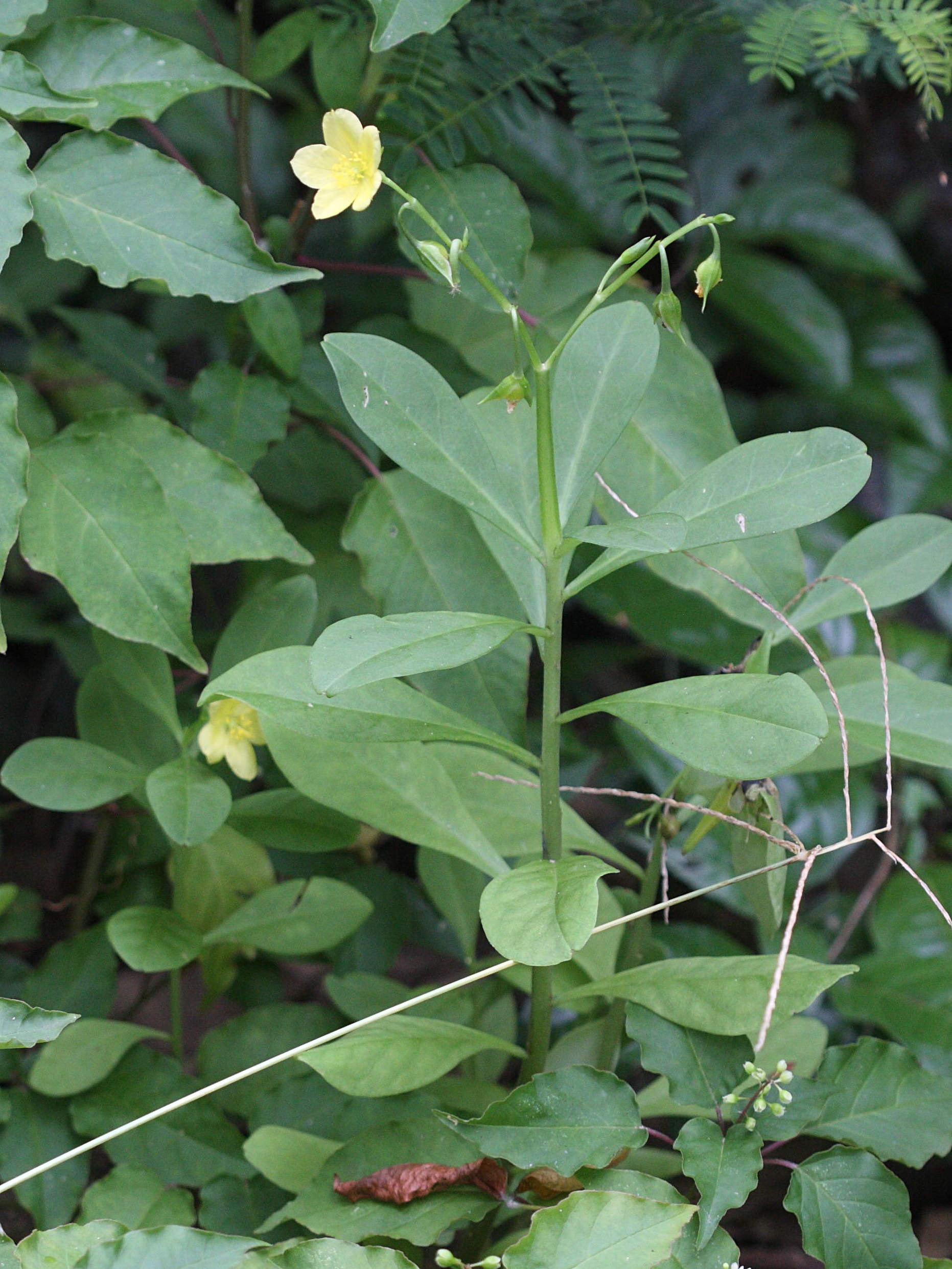 talinum_fruticosum6md