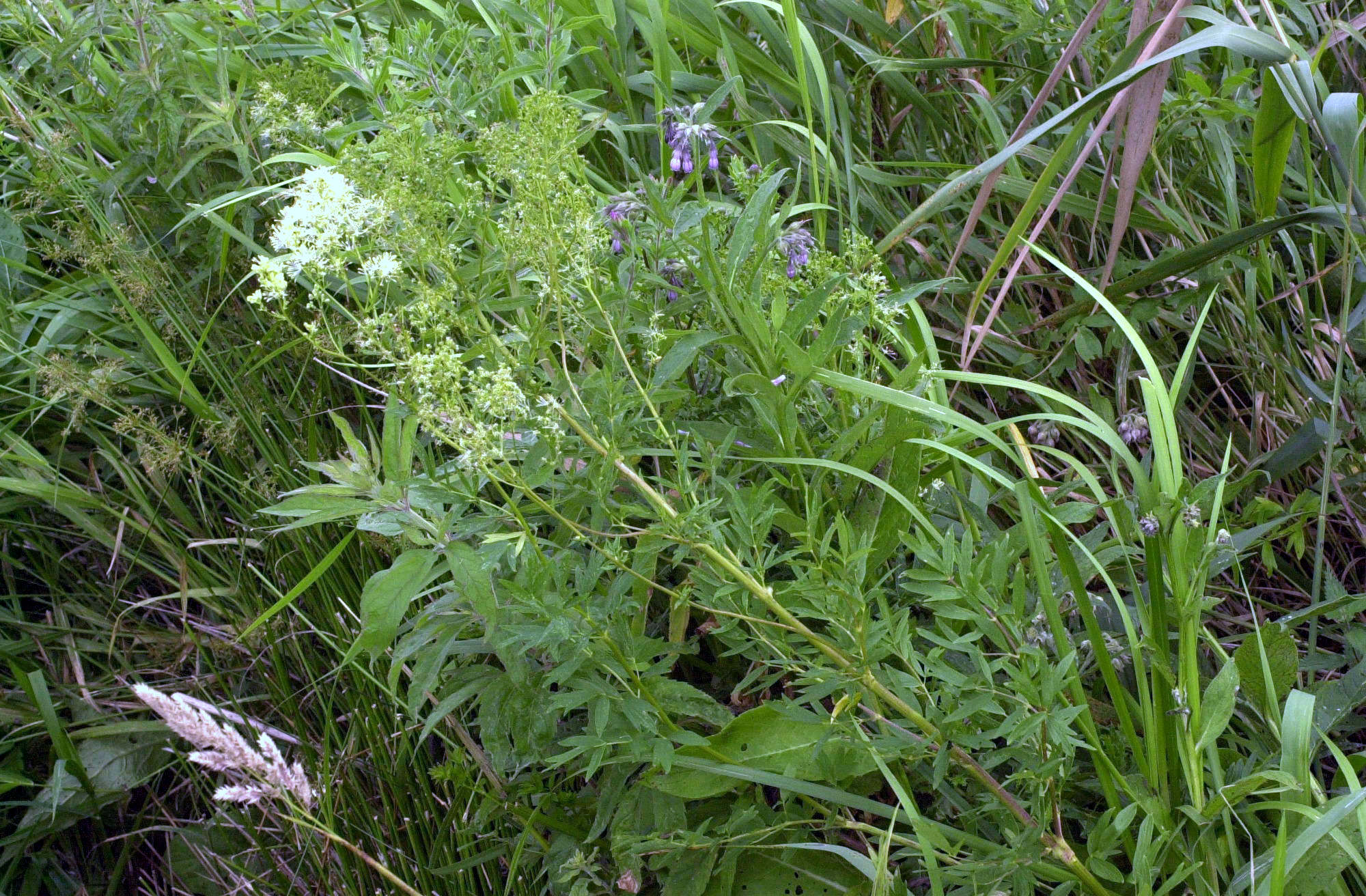 Afficher le média Thalictrum_flavum Thalictrum_flavum