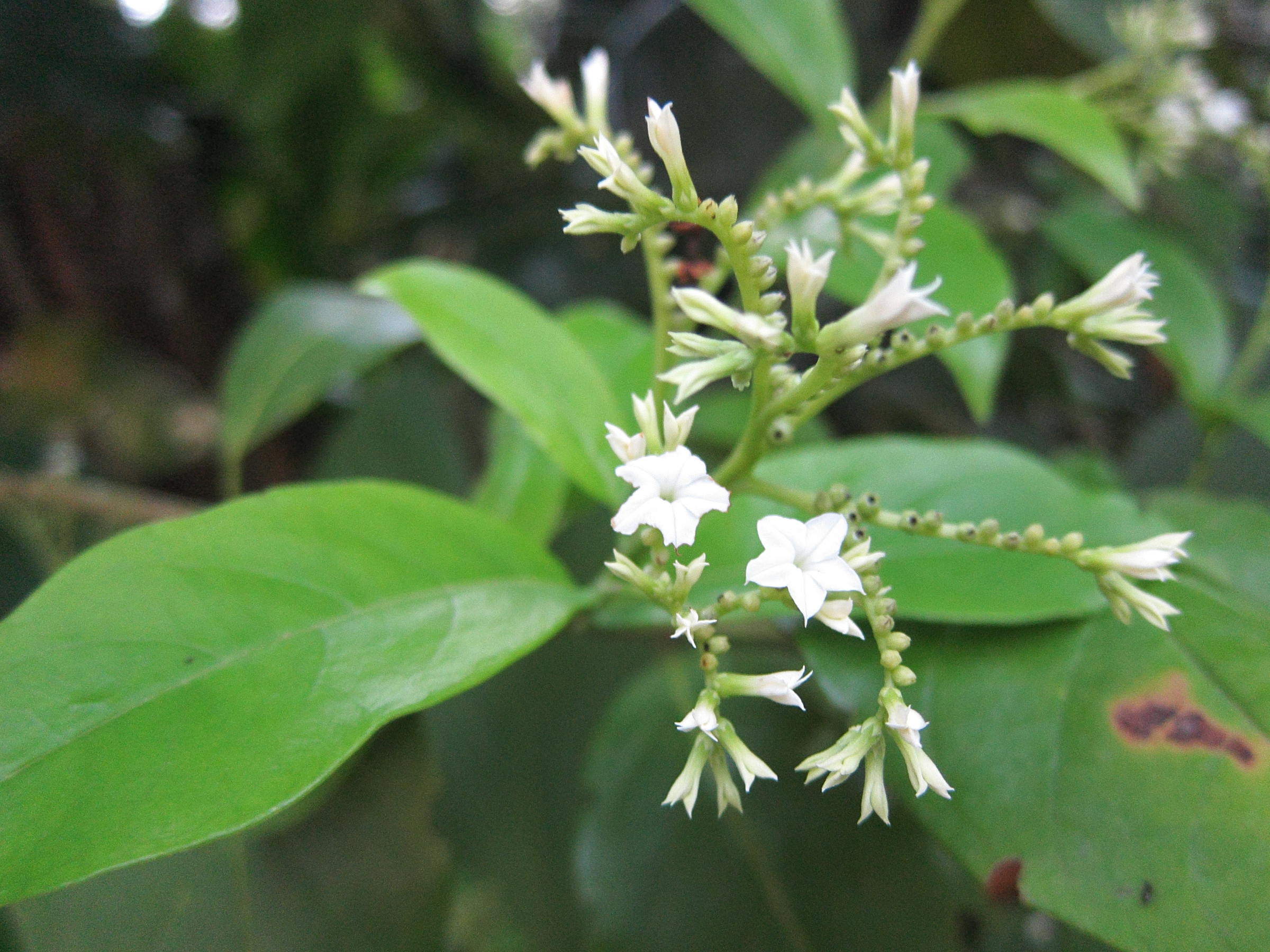 tournefortia_bicolor3bd