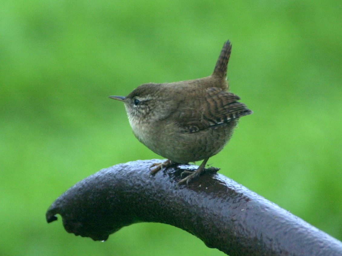 Afficher le média troglodyte_mignon_-_troglodytes_troglodytes1md troglodyte_mignon_-_troglodytes_troglodytes1md