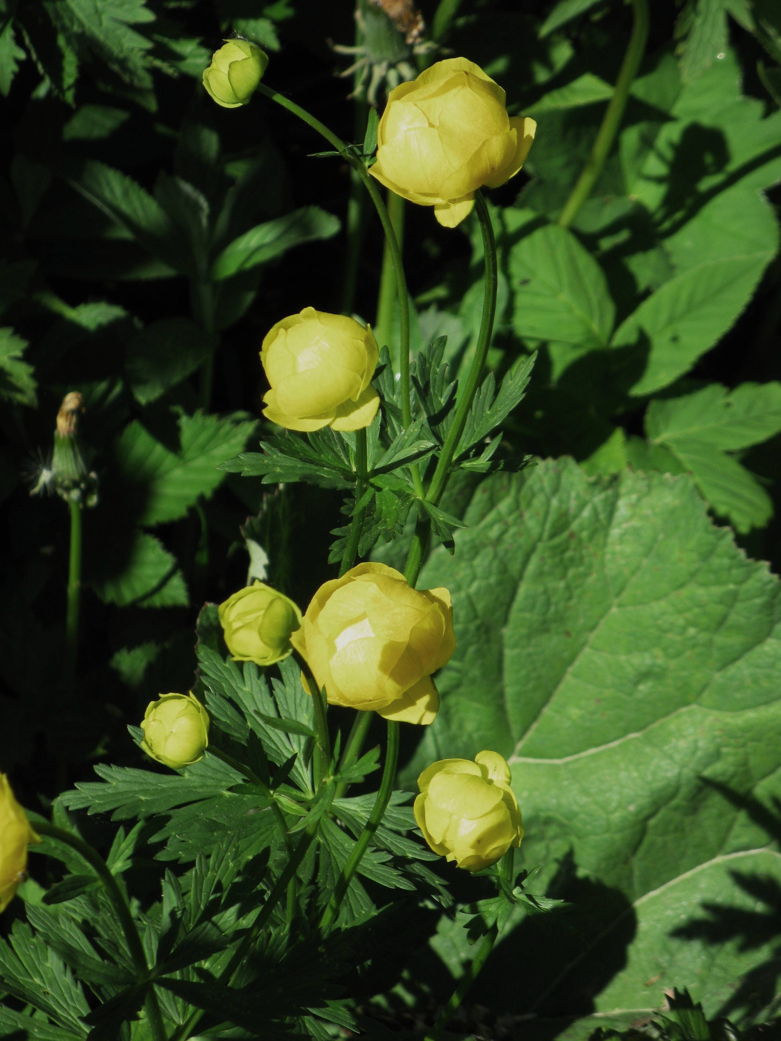 trollius_europaeus3mv