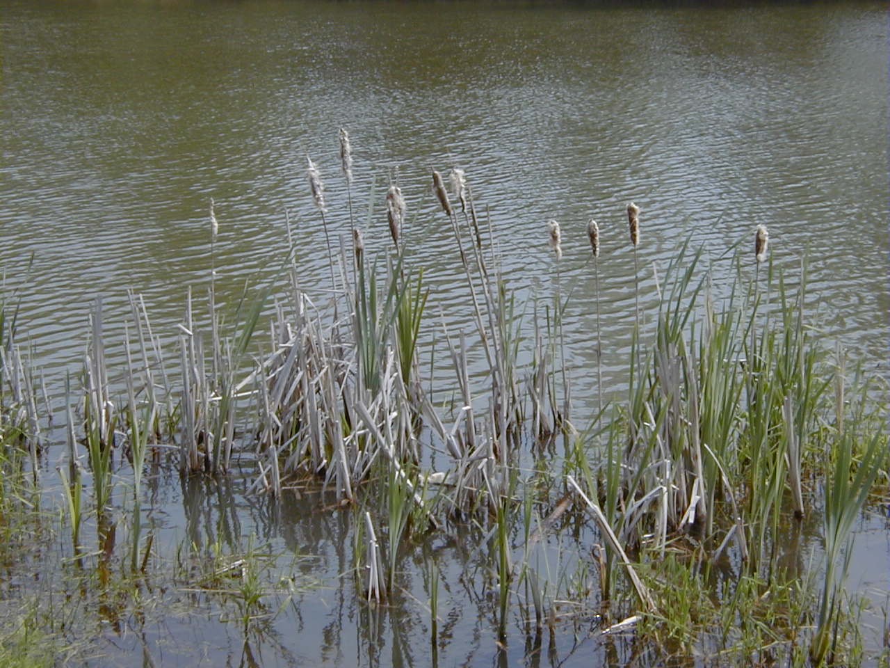 Afficher le média typha_latifolia6md typha_latifolia6md