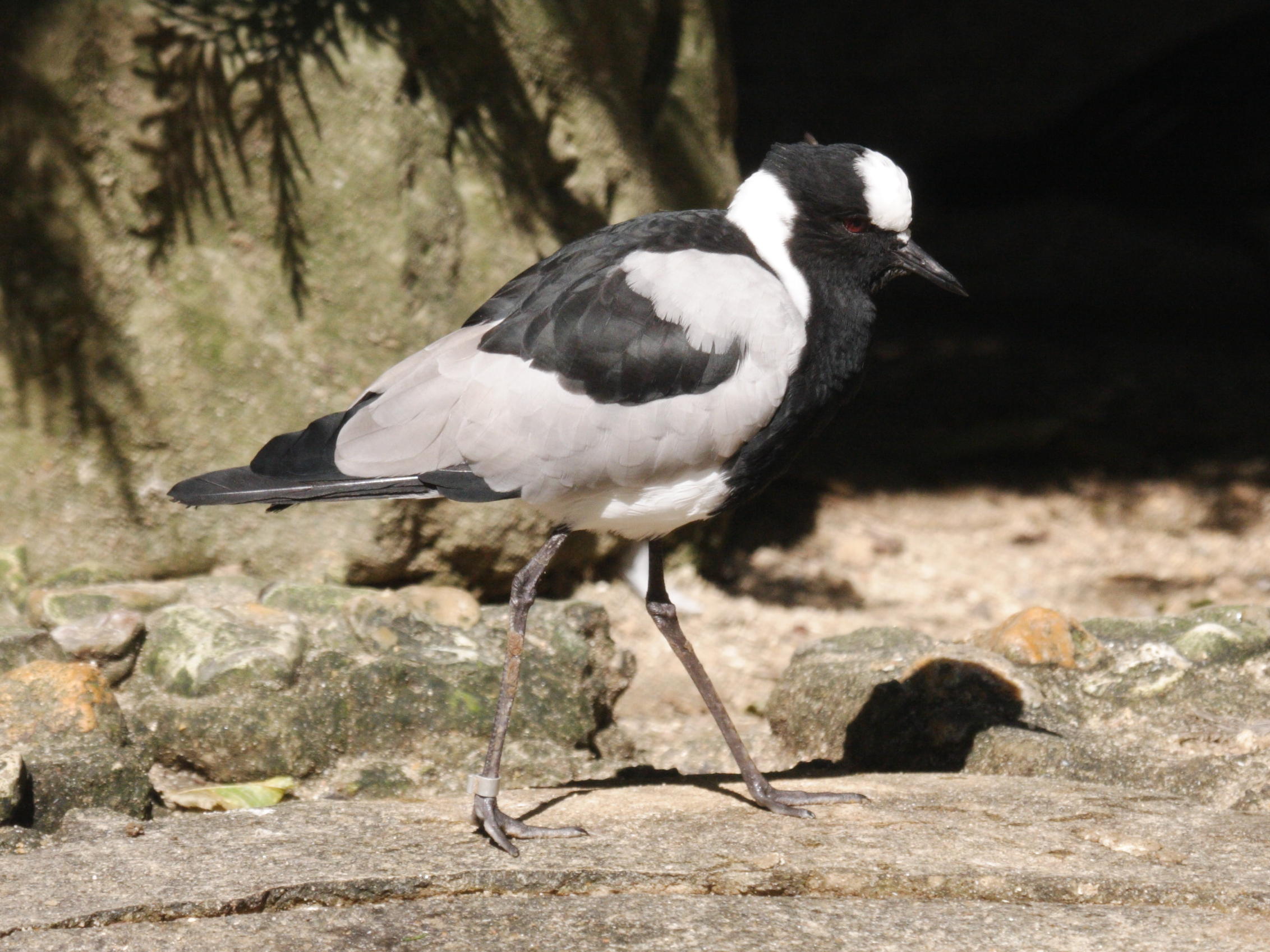 vanneau_arme_-_vanellus_armatus1bd