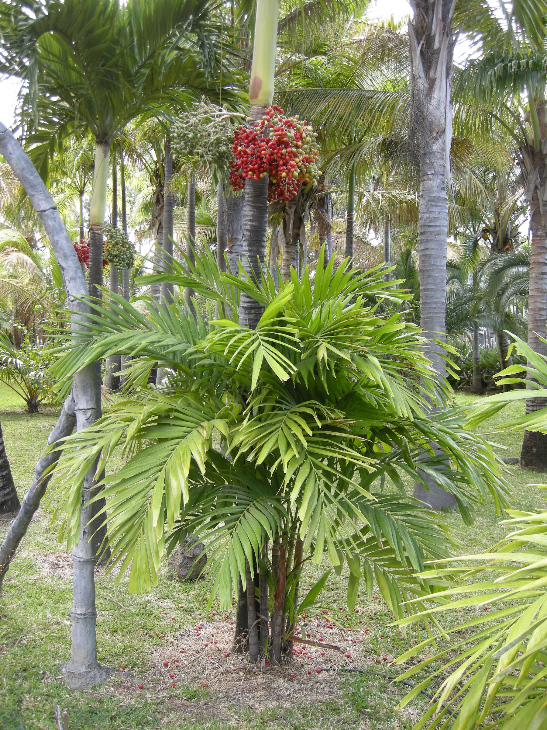 veitchia_merrillii1bd