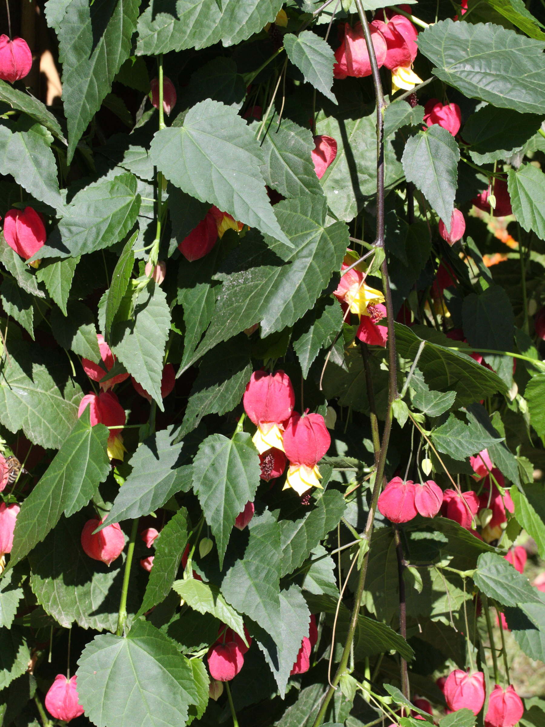 abutilon_megapotamicum1md
