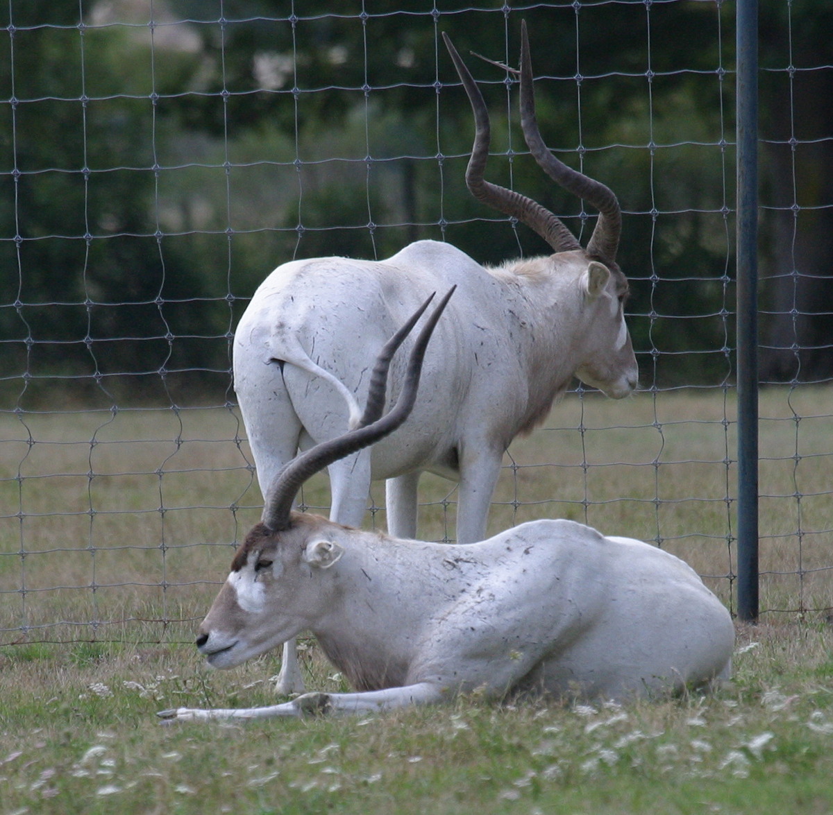 addax_nasomaculatus1bd