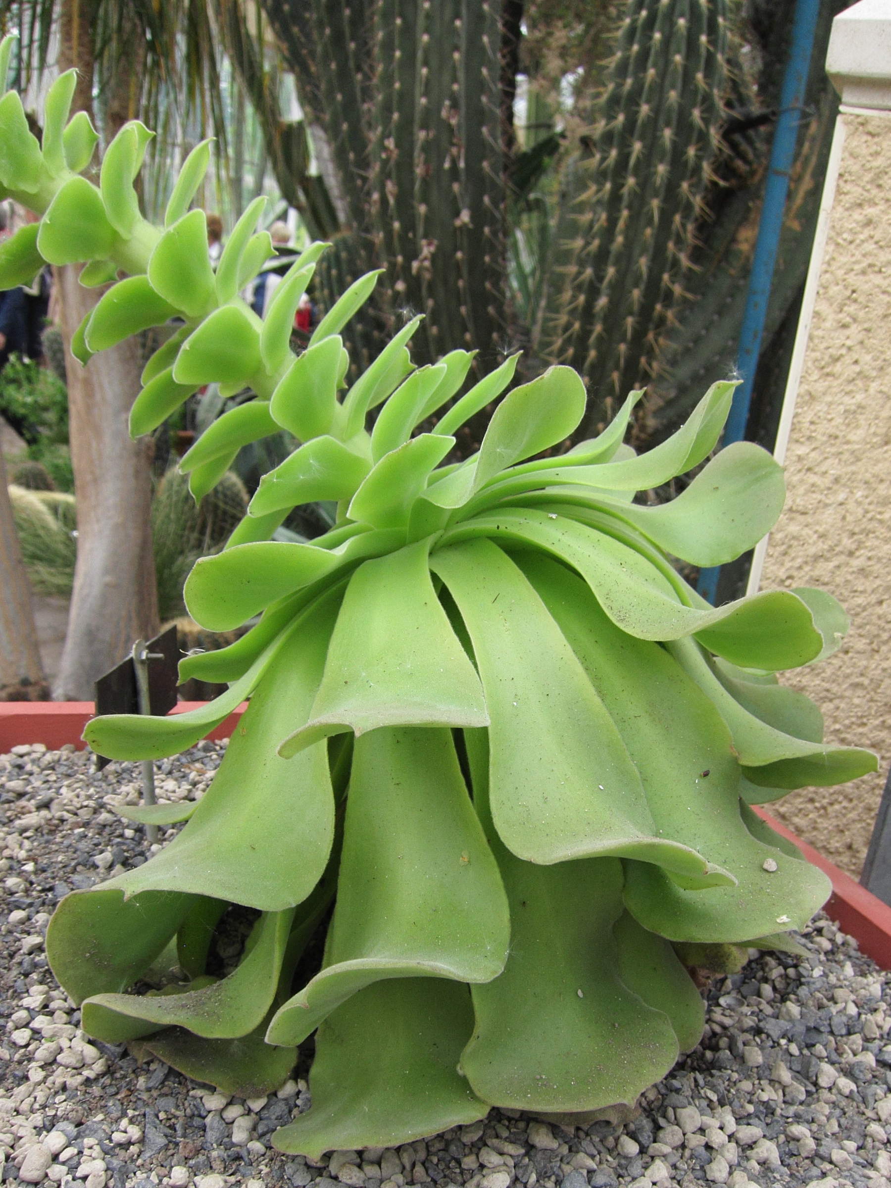 Afficher le média aeonium_longithyrsum1bd aeonium_longithyrsum1bd