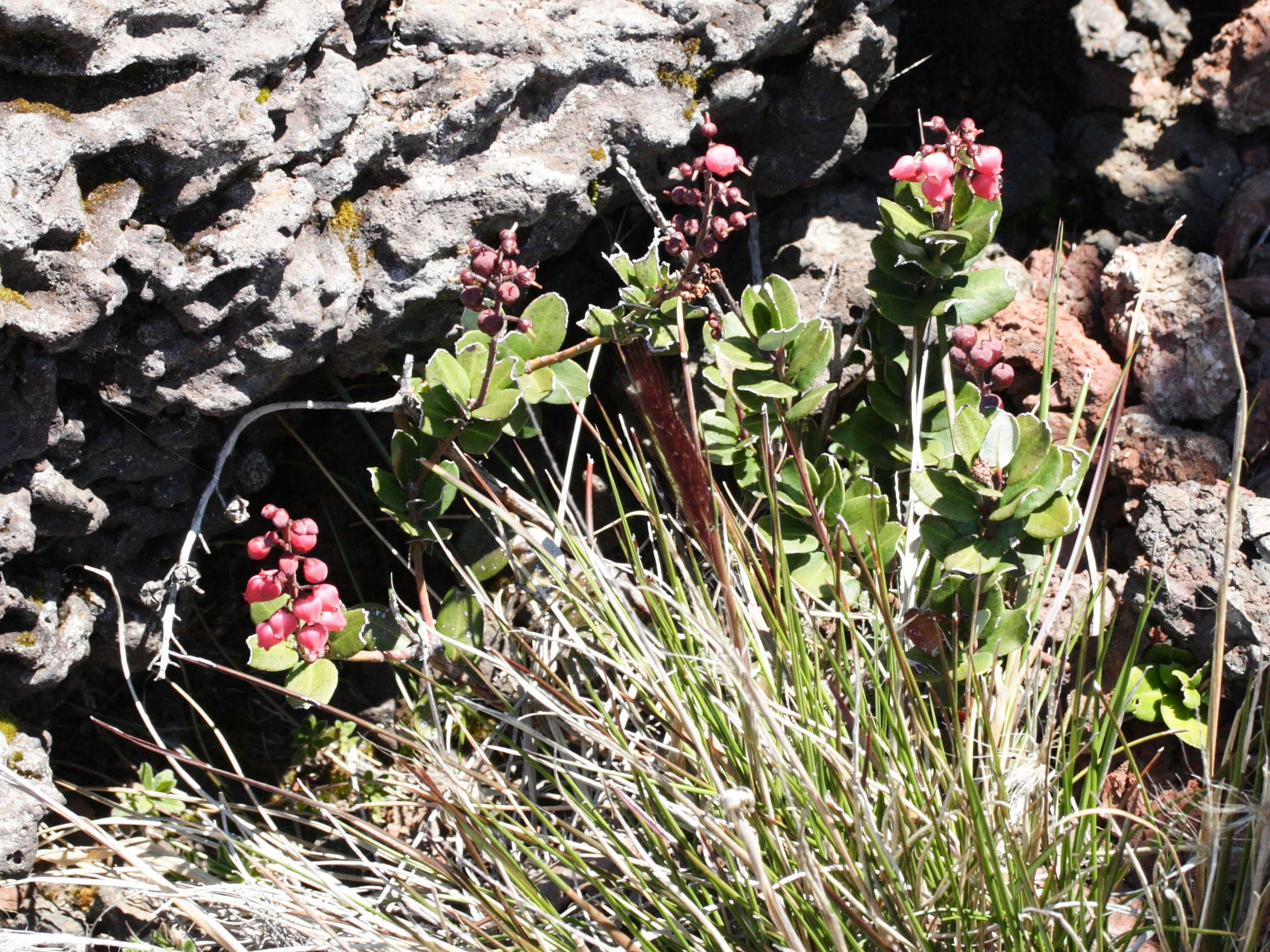 agauria_buxifolia5md