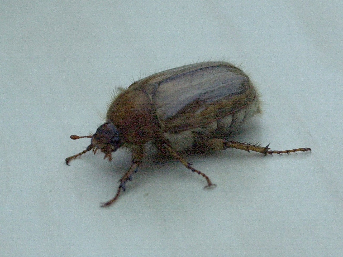 amphimallon_solstitiale2md