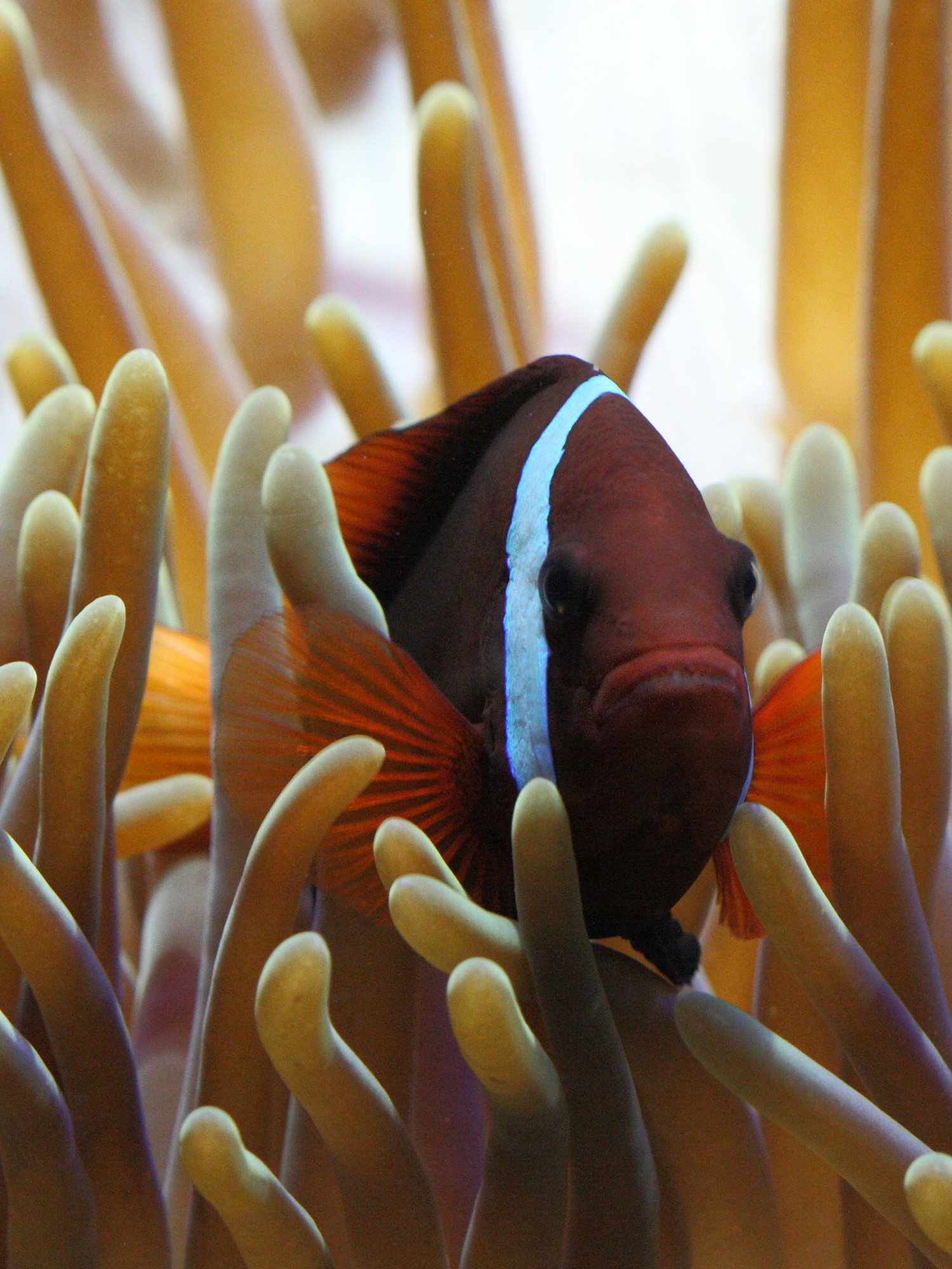 amphiprion_frenatus2bd