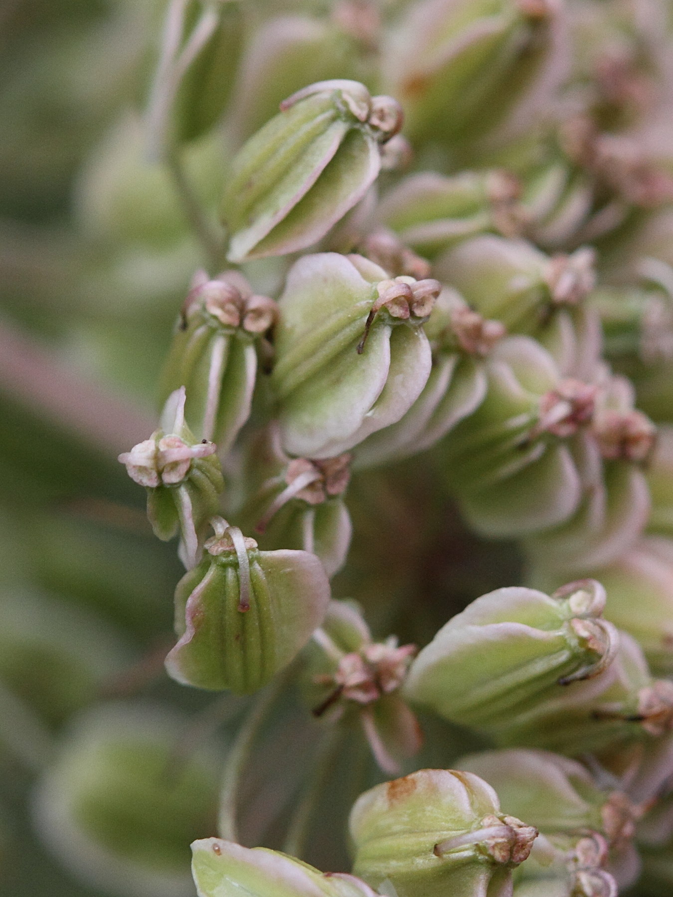 angelica_sylvestris7md