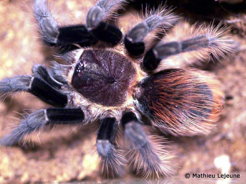 aphonopelma_anax1ml