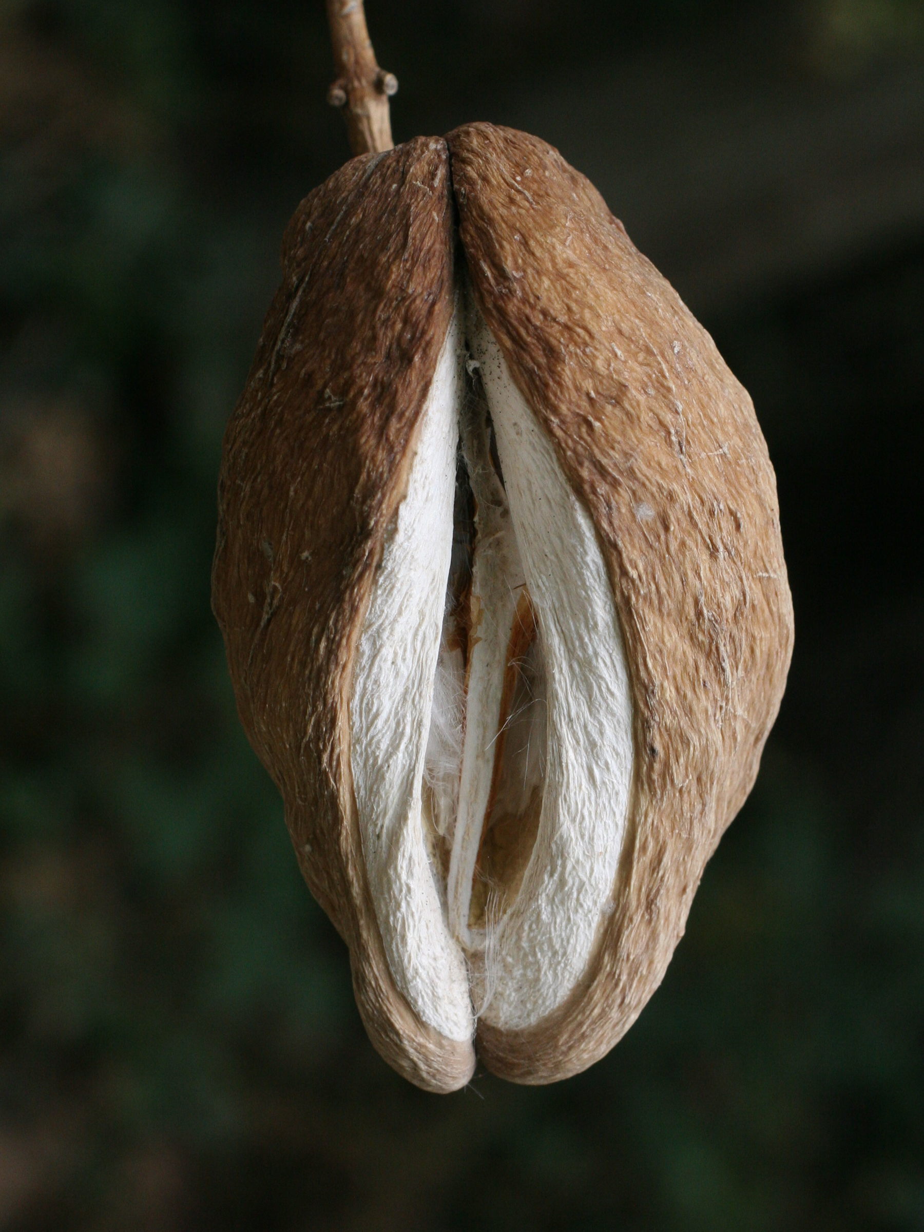 araujia_sericifera6md