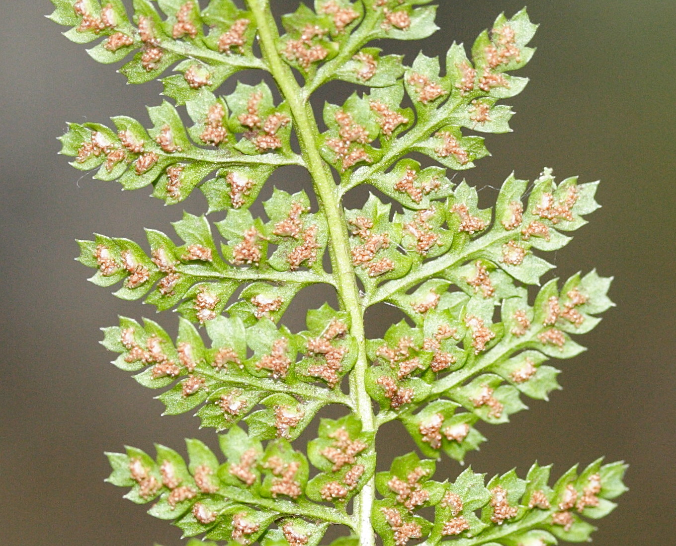 Afficher le média asplenium_fontanum2md asplenium_fontanum2md