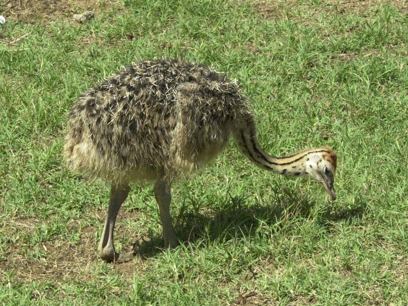 autruche_d-afrique_-_struthio_camelus3bmd