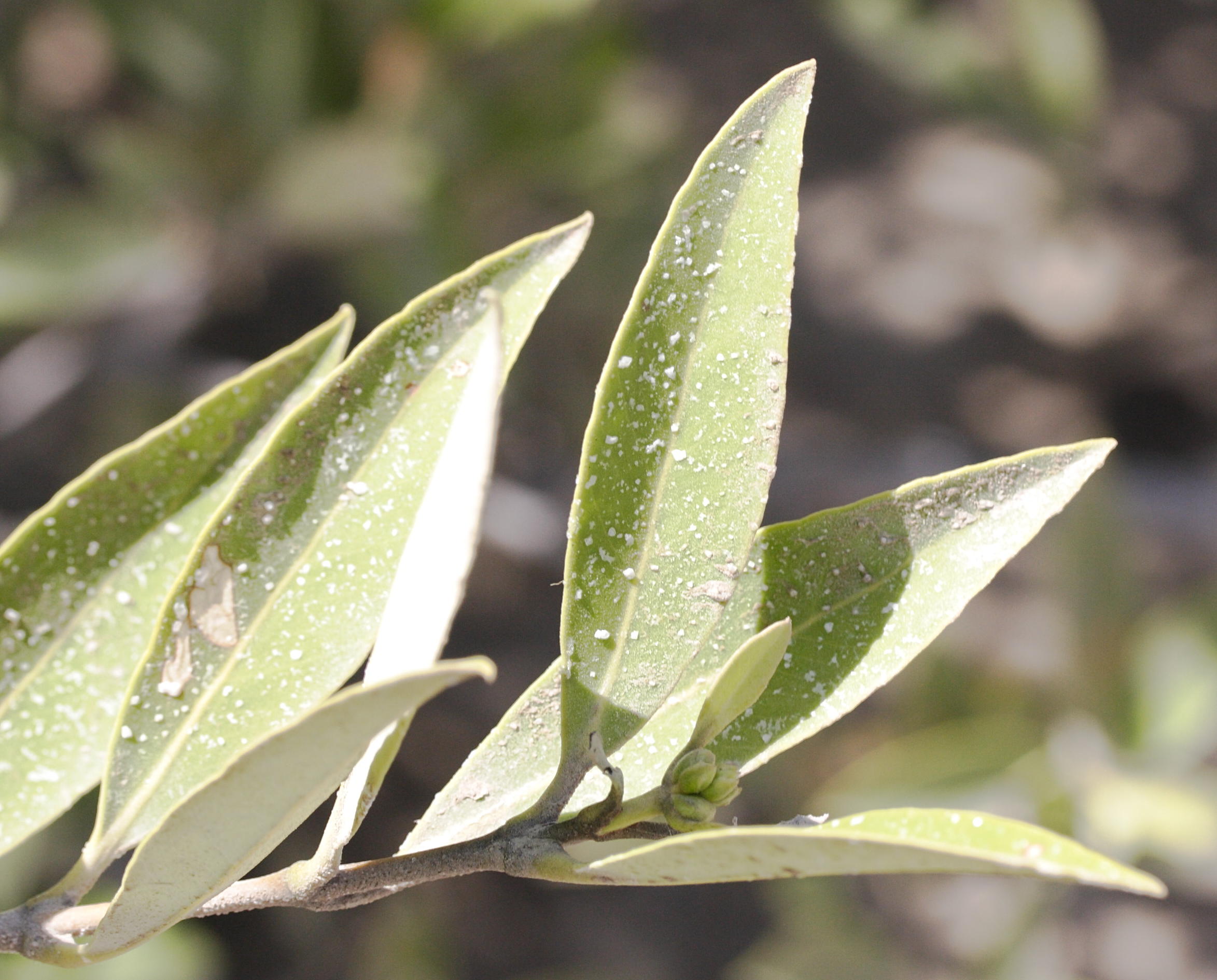 avicennia_germinans7md