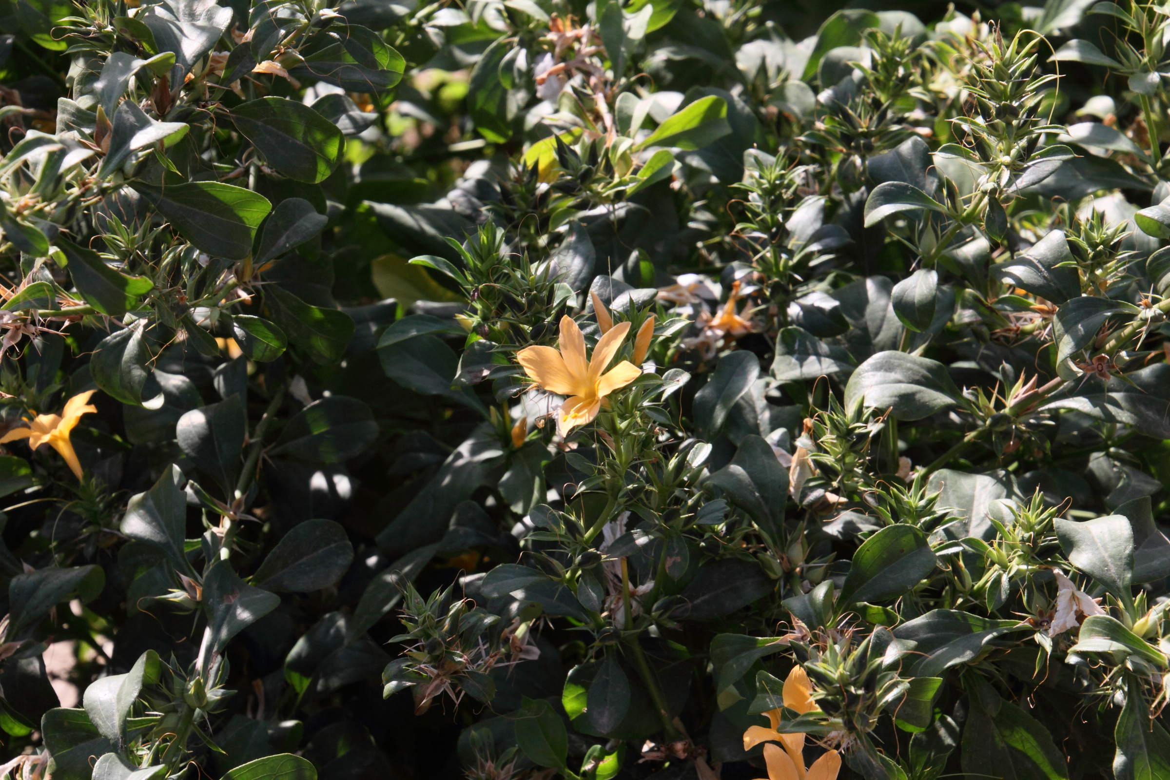 barleria_prionitis3md