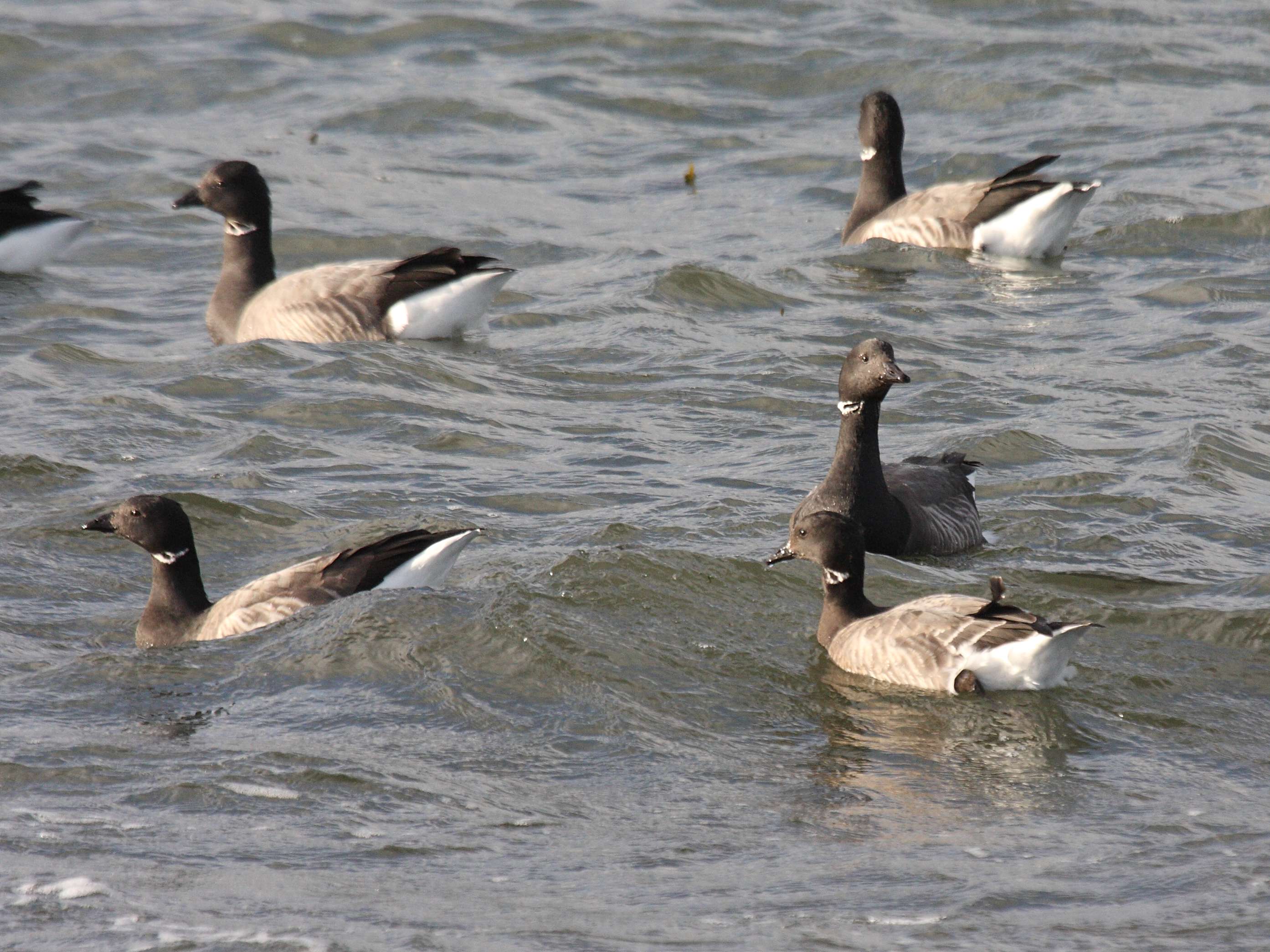 bernache_cravant_-_branta_bernicla5md