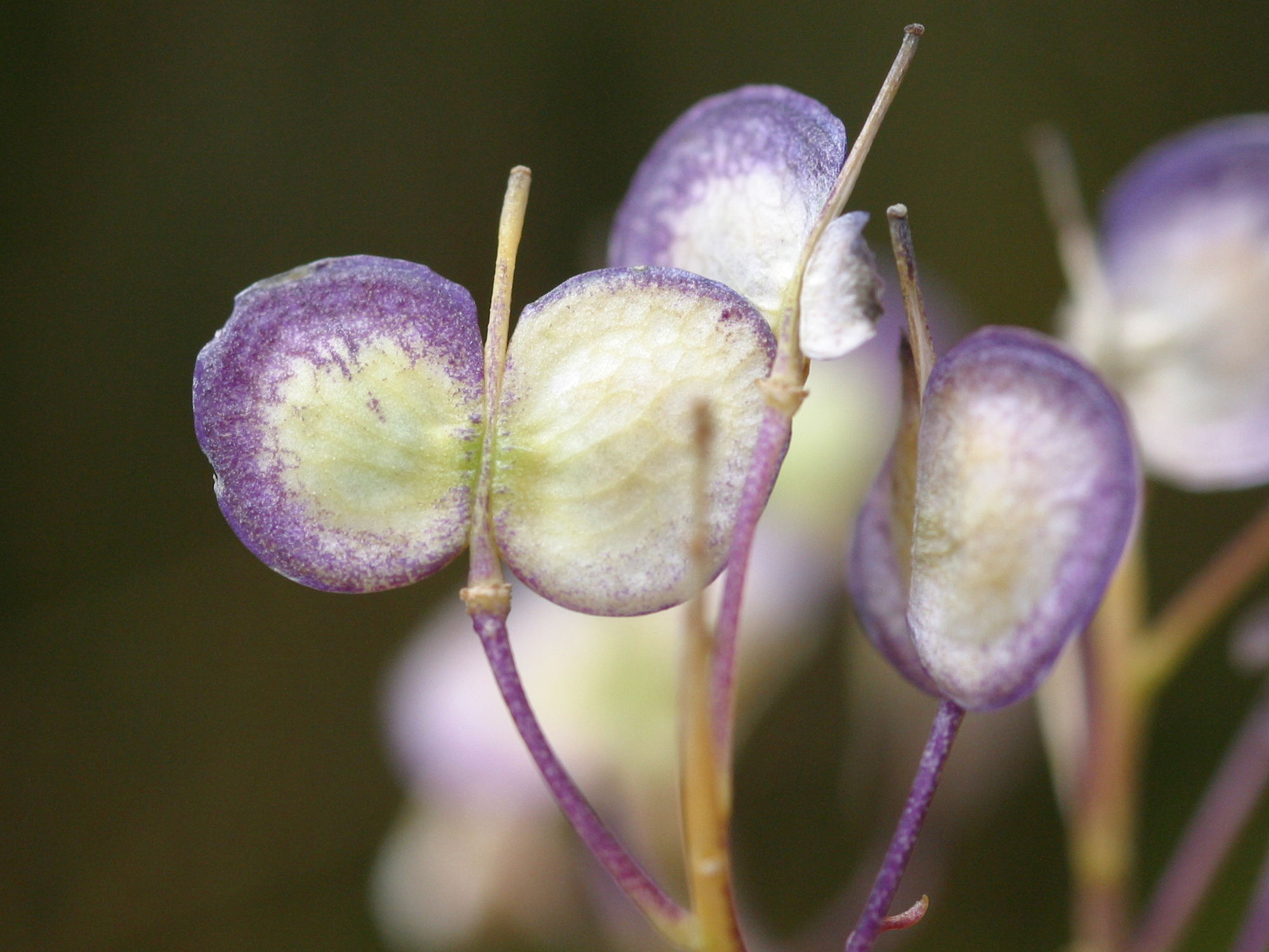 Afficher le média biscutella_laevigata3bd biscutella_laevigata3bd