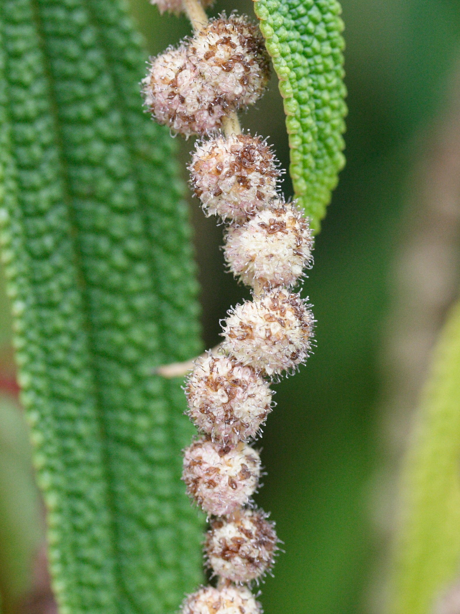 Afficher le média boehmeria_penduliflora2md boehmeria_penduliflora2md