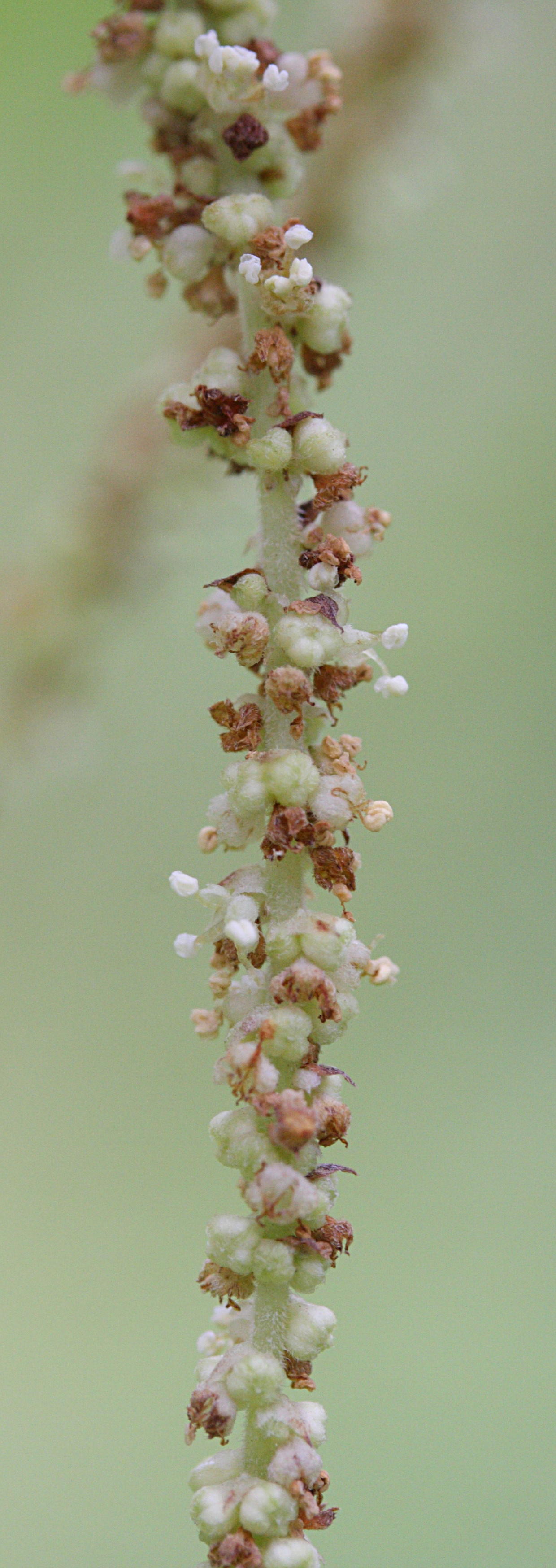Afficher le média boehmeria_penduliflora4md boehmeria_penduliflora4md
