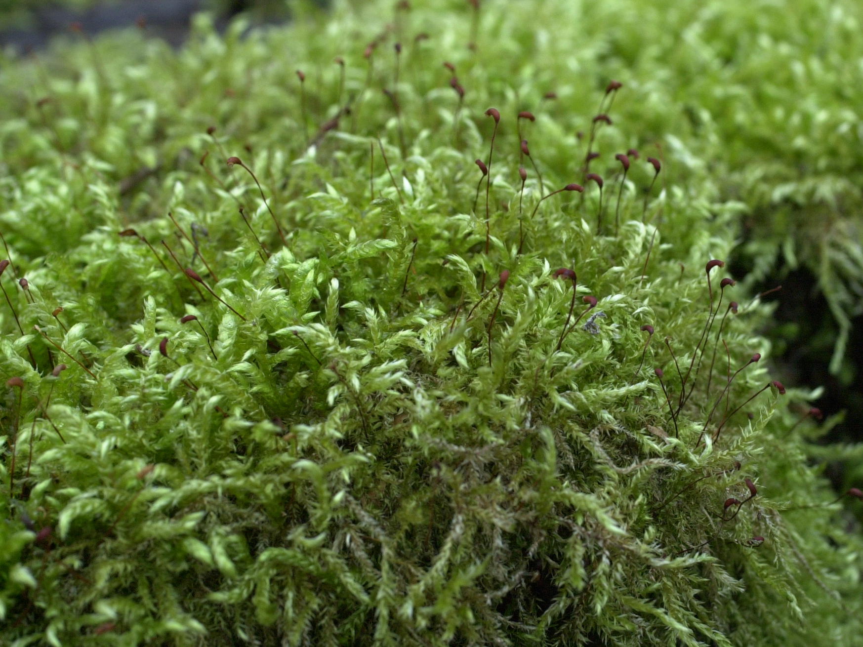 brachythecium_rutabulum2md