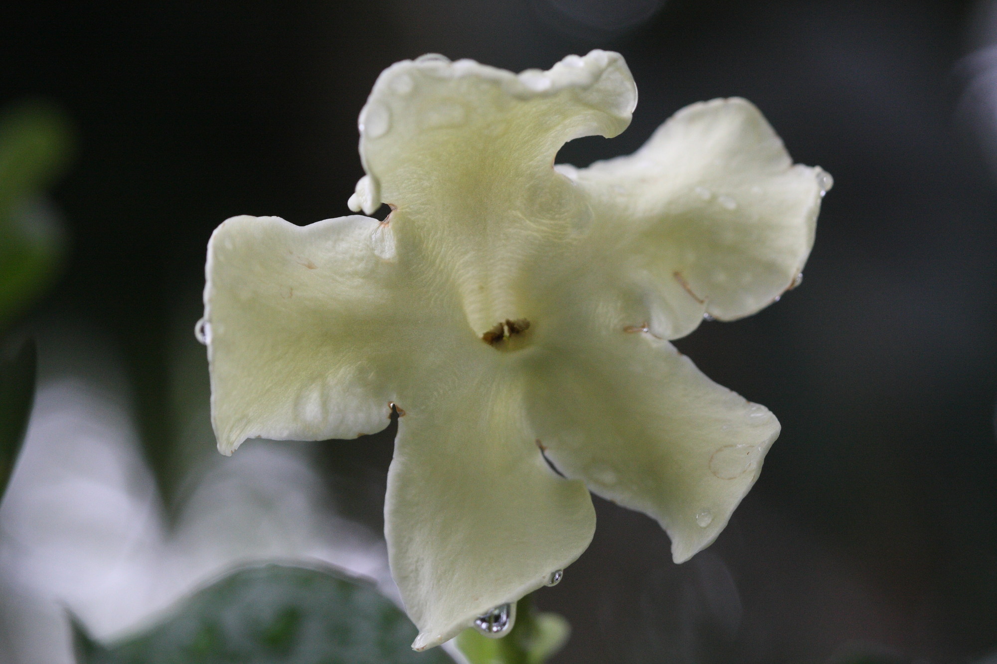 brunfelsia_lactea2bd