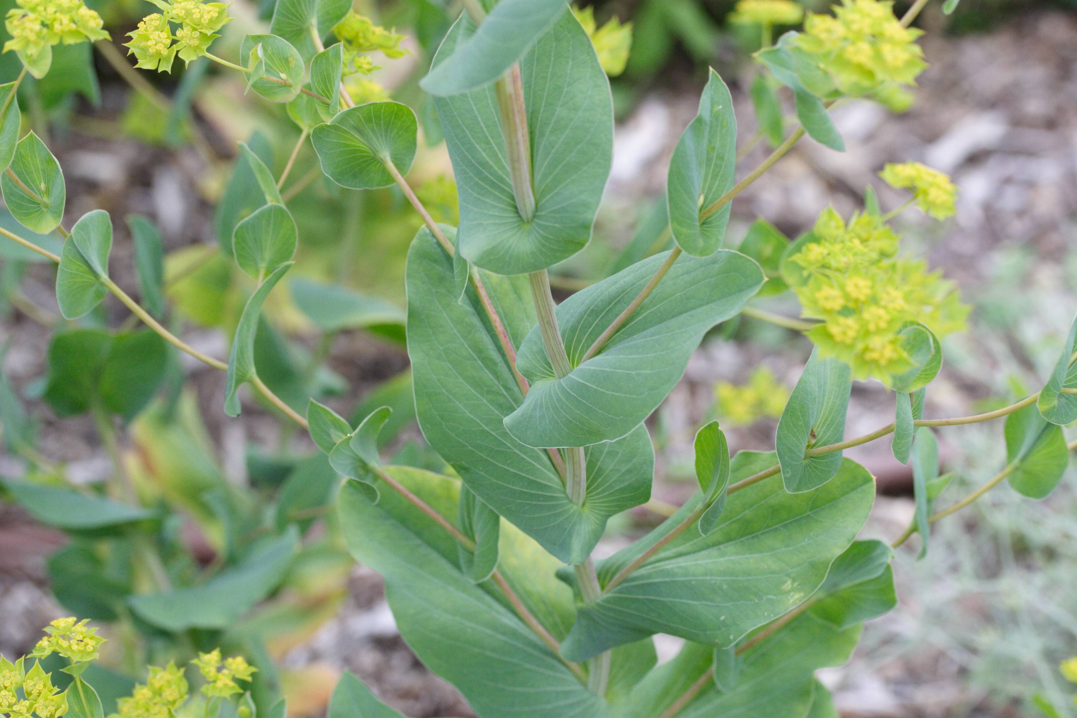 bupleurum_rotundifolium2md
