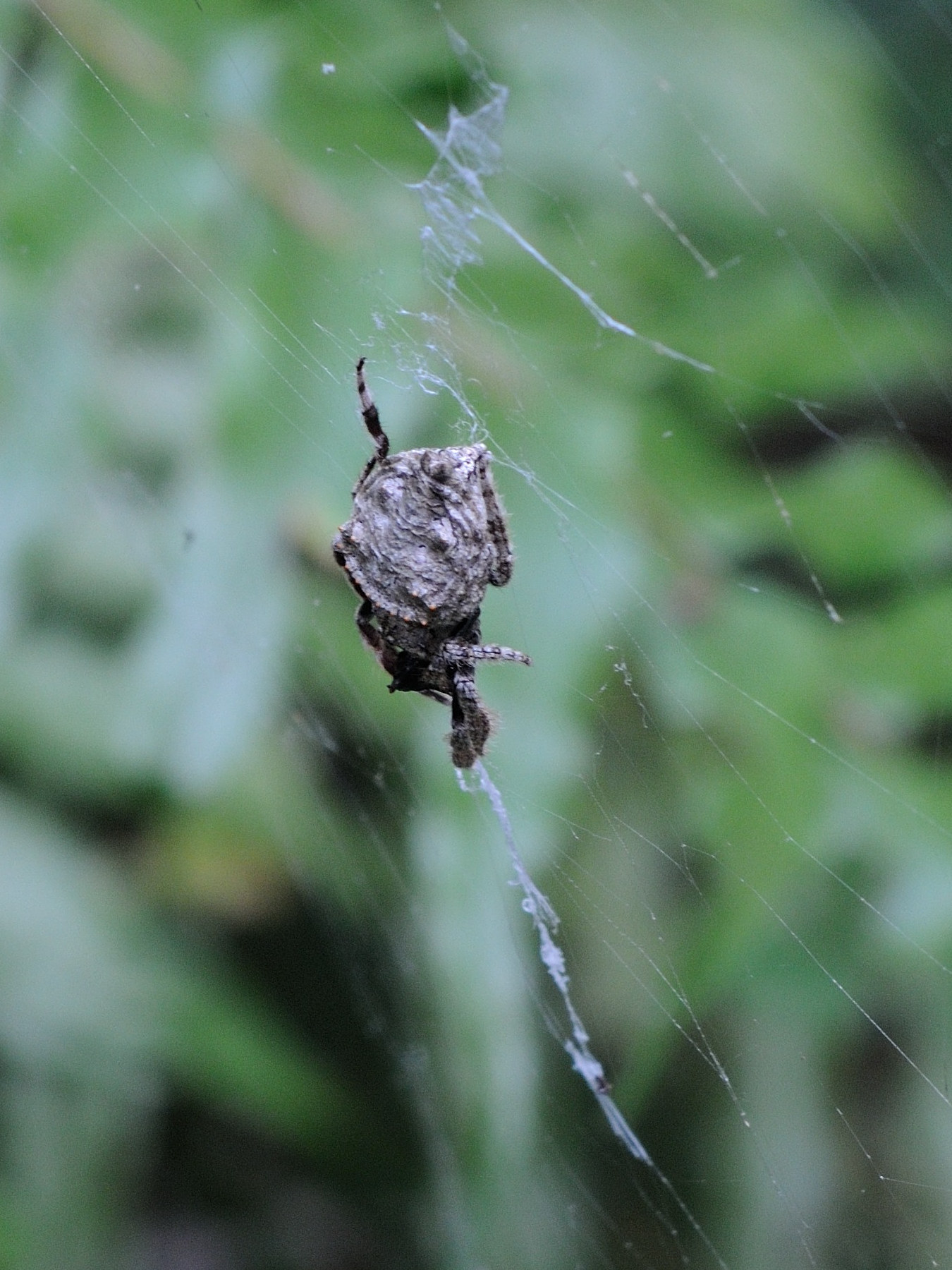 caerostris_mayottensis3md