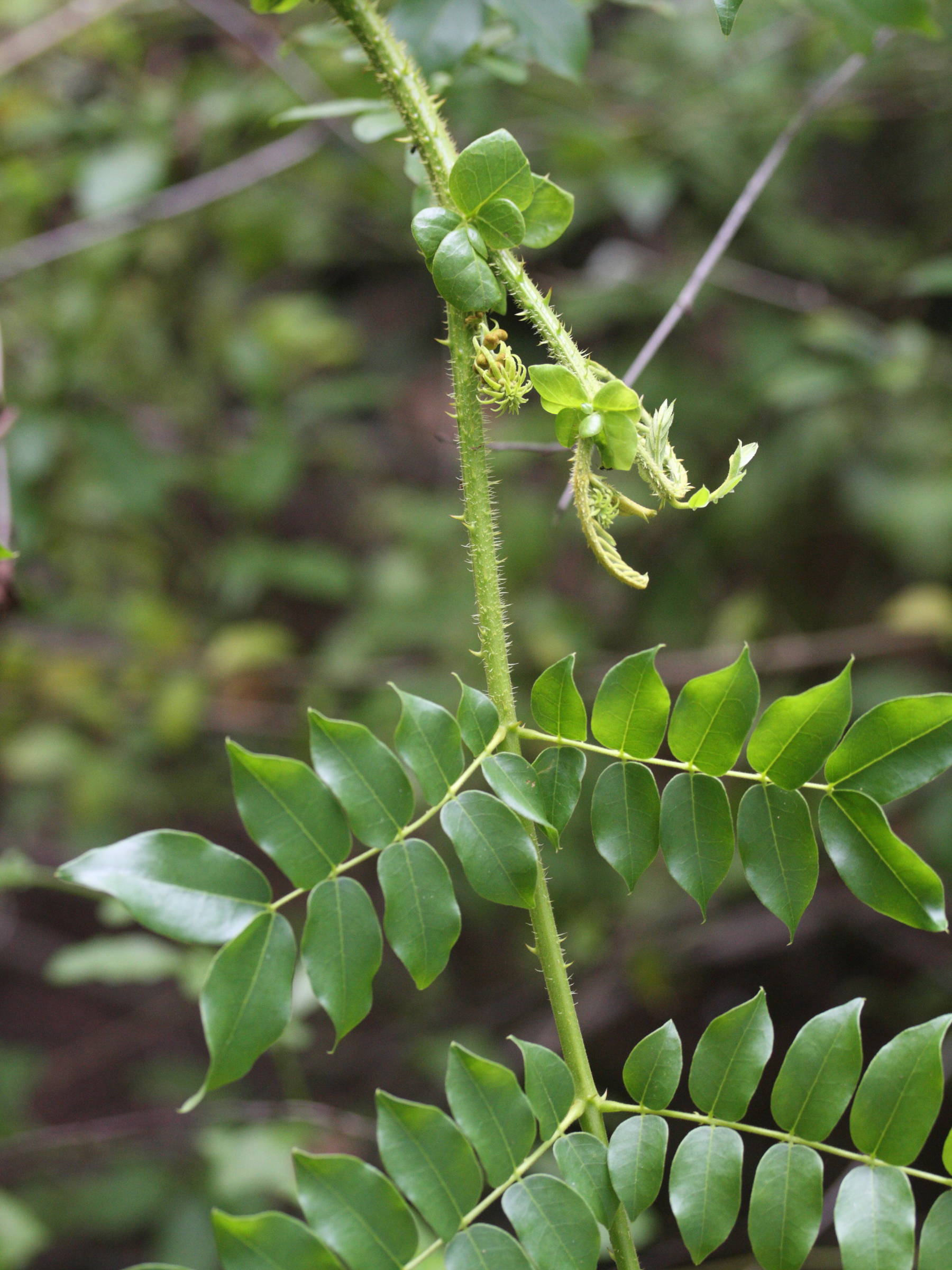 caesalpinia_bonduc5md