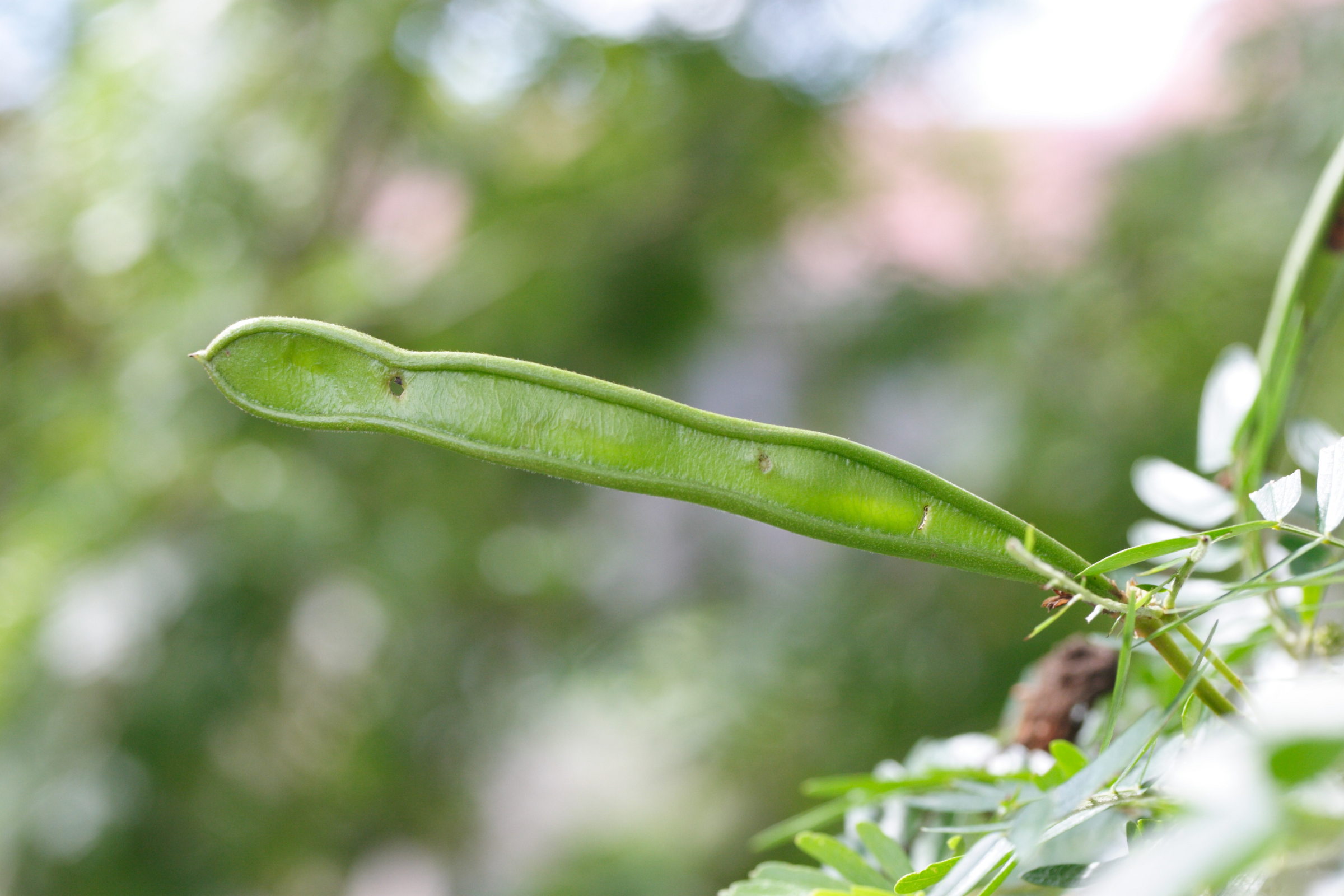 Afficher le média calliandra_surinamensis5md calliandra_surinamensis5md