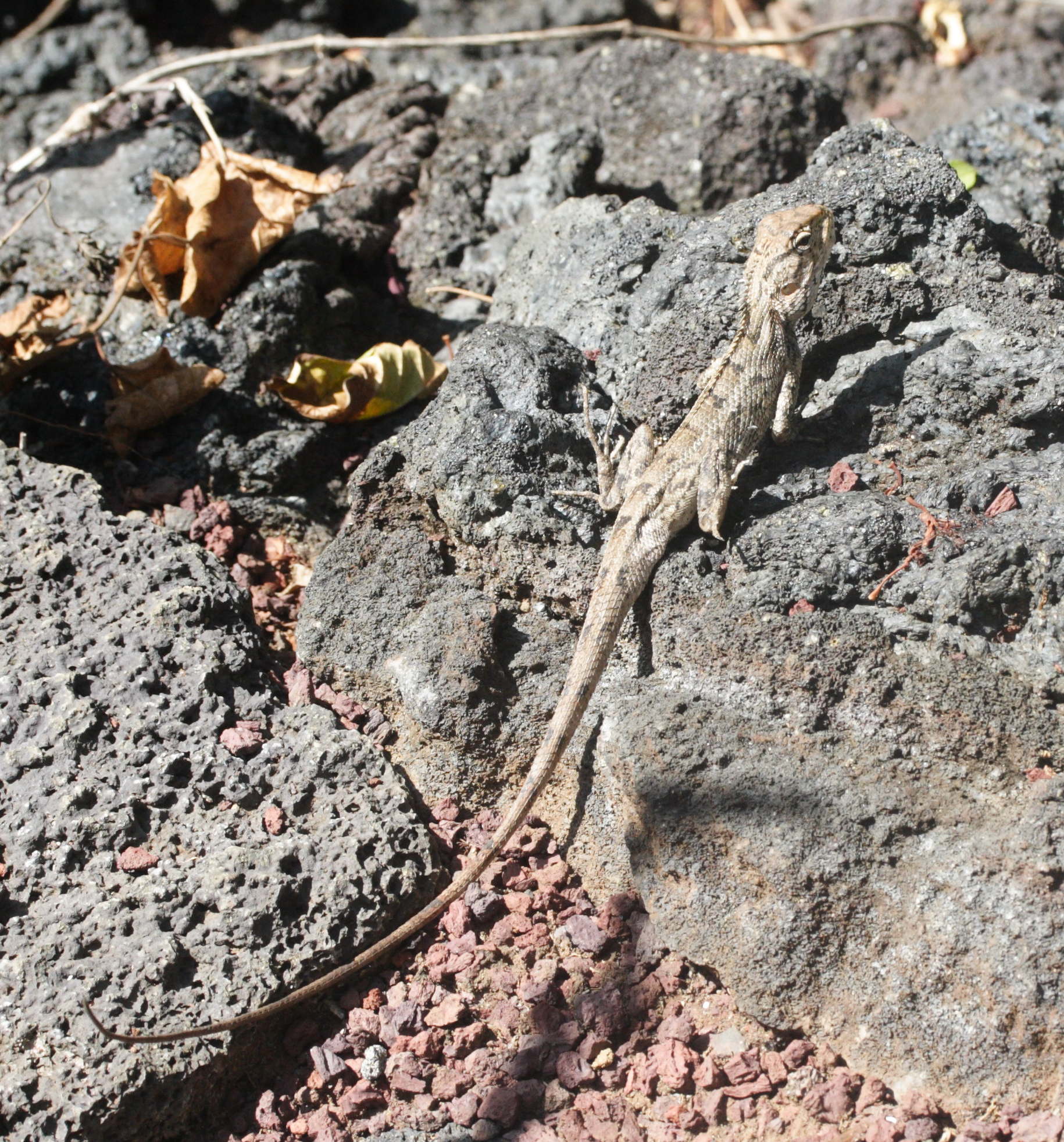 calotes_versicolor1md