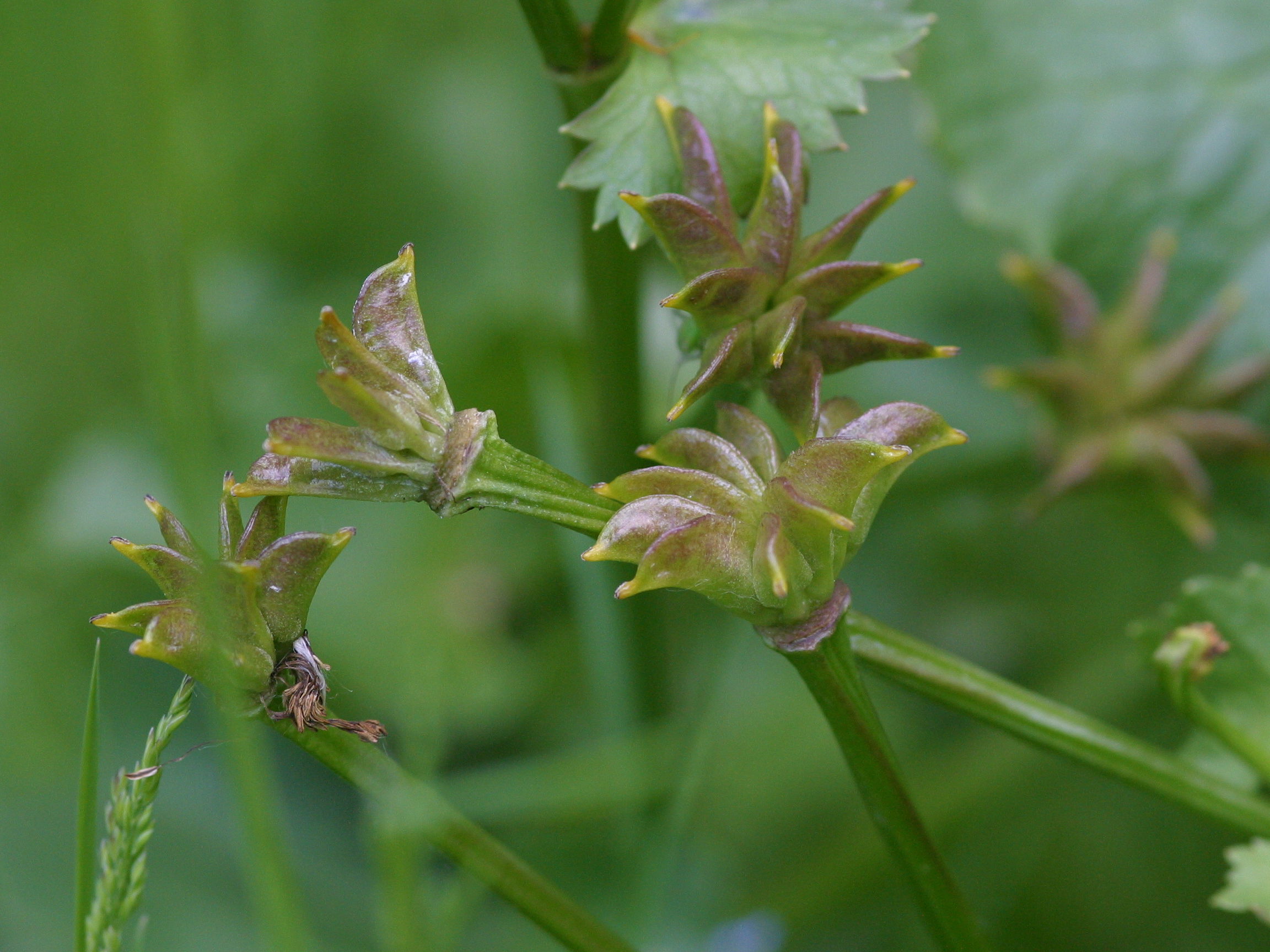 Afficher le média caltha_palustris4bd caltha_palustris4bd
