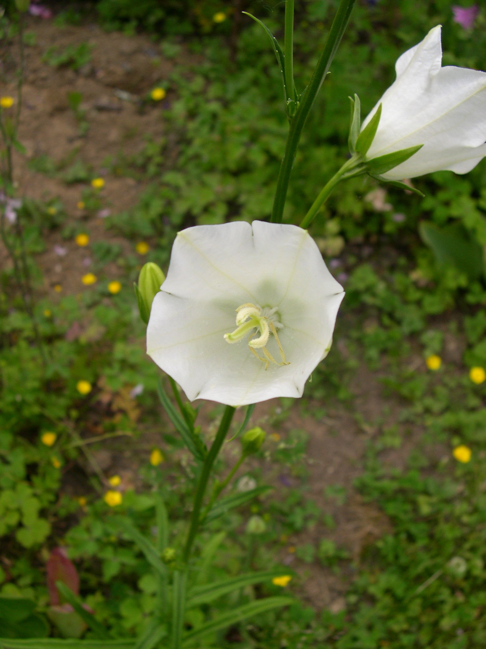 Afficher le média campanula_persicifolia3md campanula_persicifolia3md