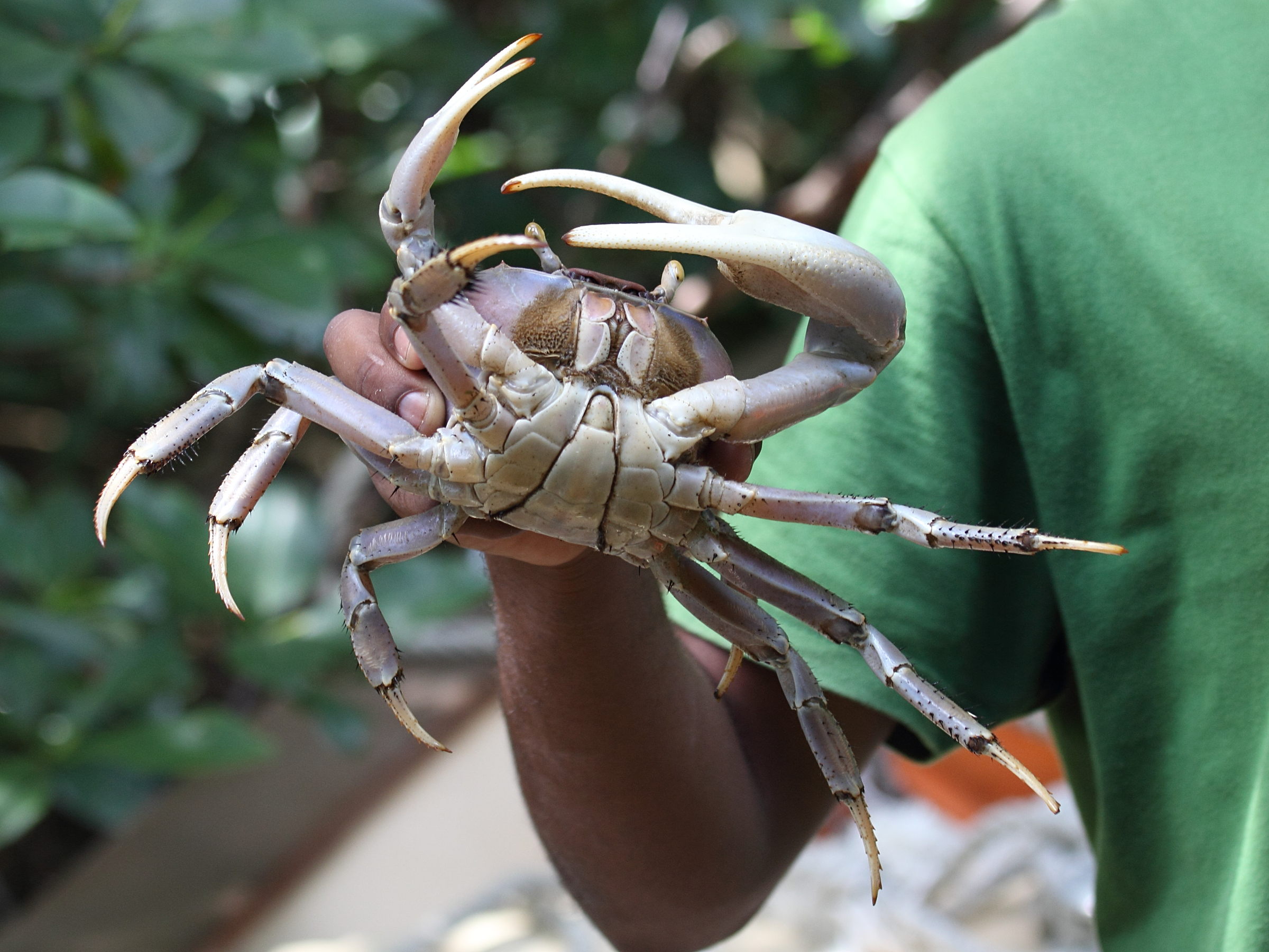 cardisoma_guanhumi7sd