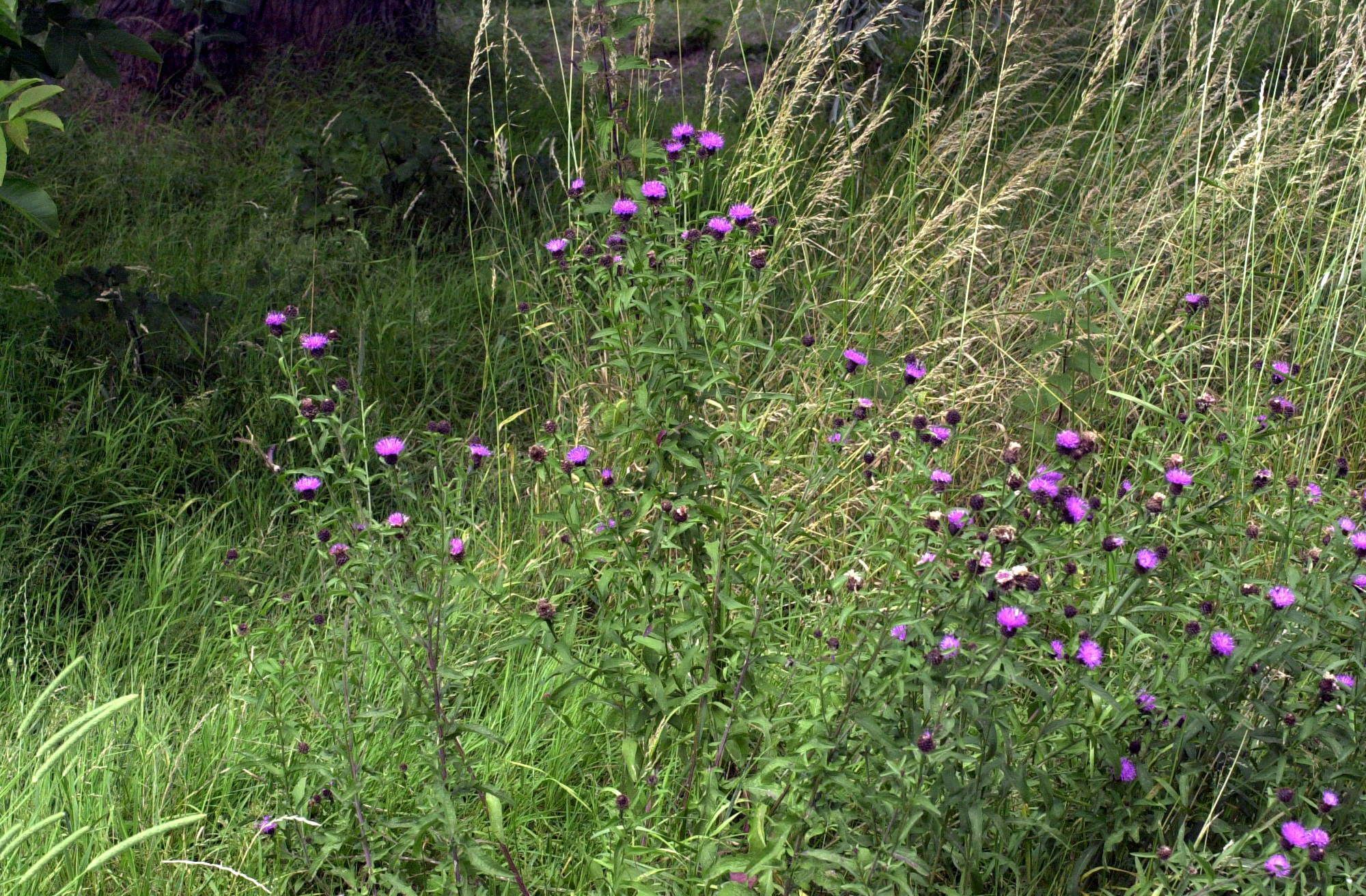 Afficher le média centaurea_jacea_grandiflora1md centaurea_jacea_grandiflora1md