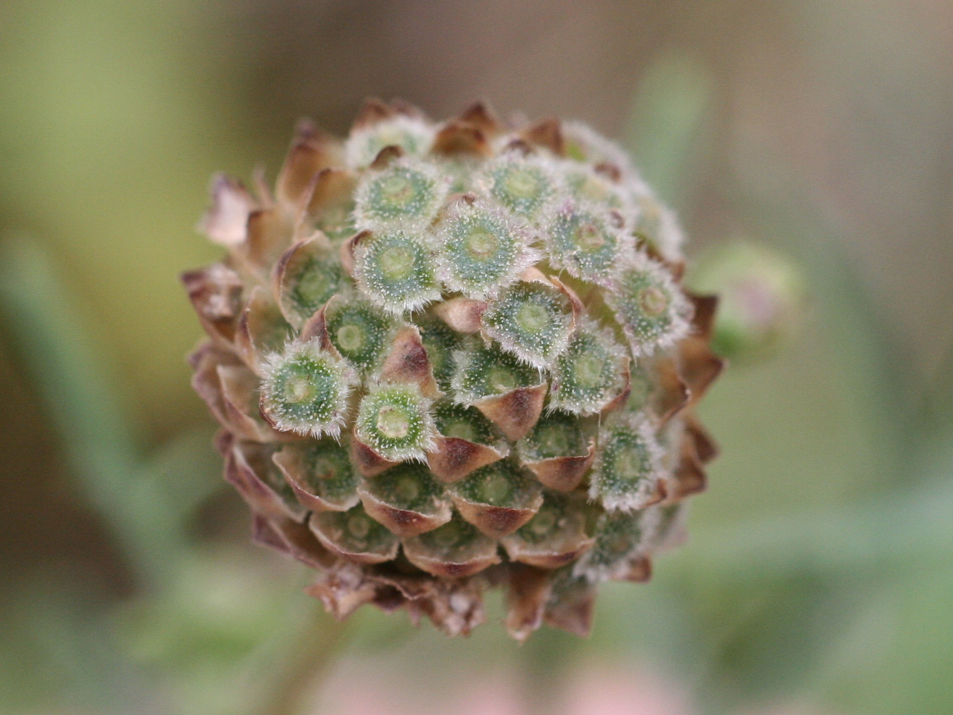 cephalaria_leucantha3md