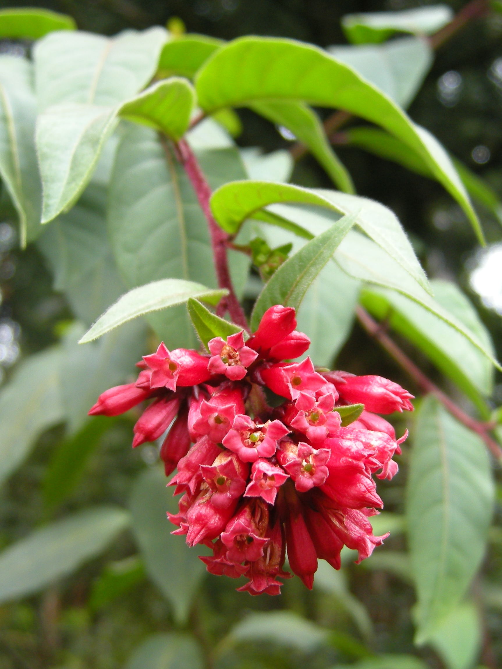 cestrum_elegans4md