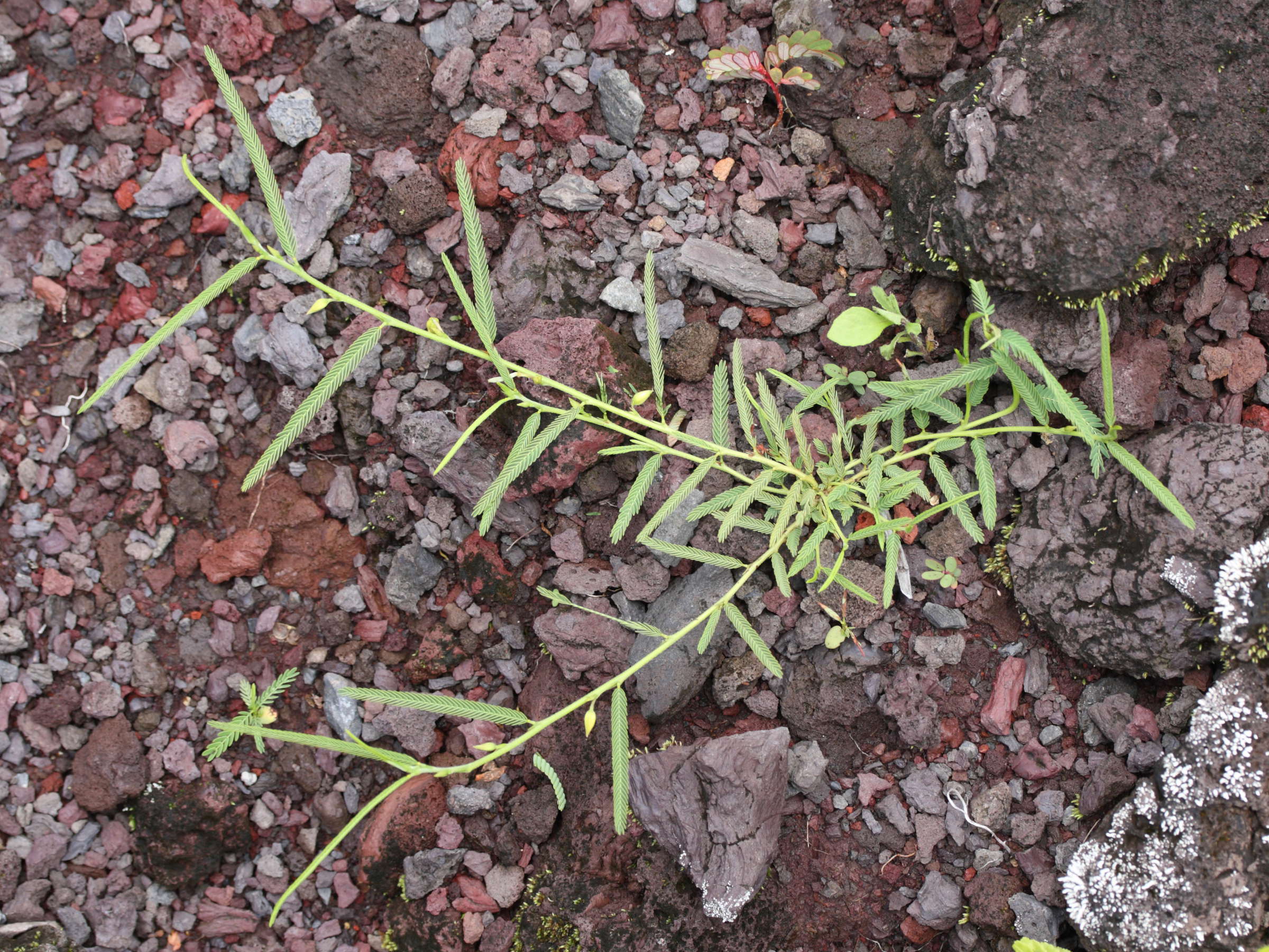 chamaecrista_mimosoides1md