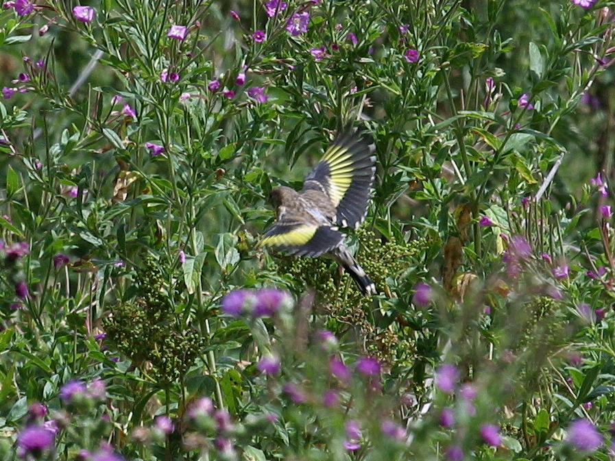 chardonneret_elegant_-_carduelis_carduelis3bd